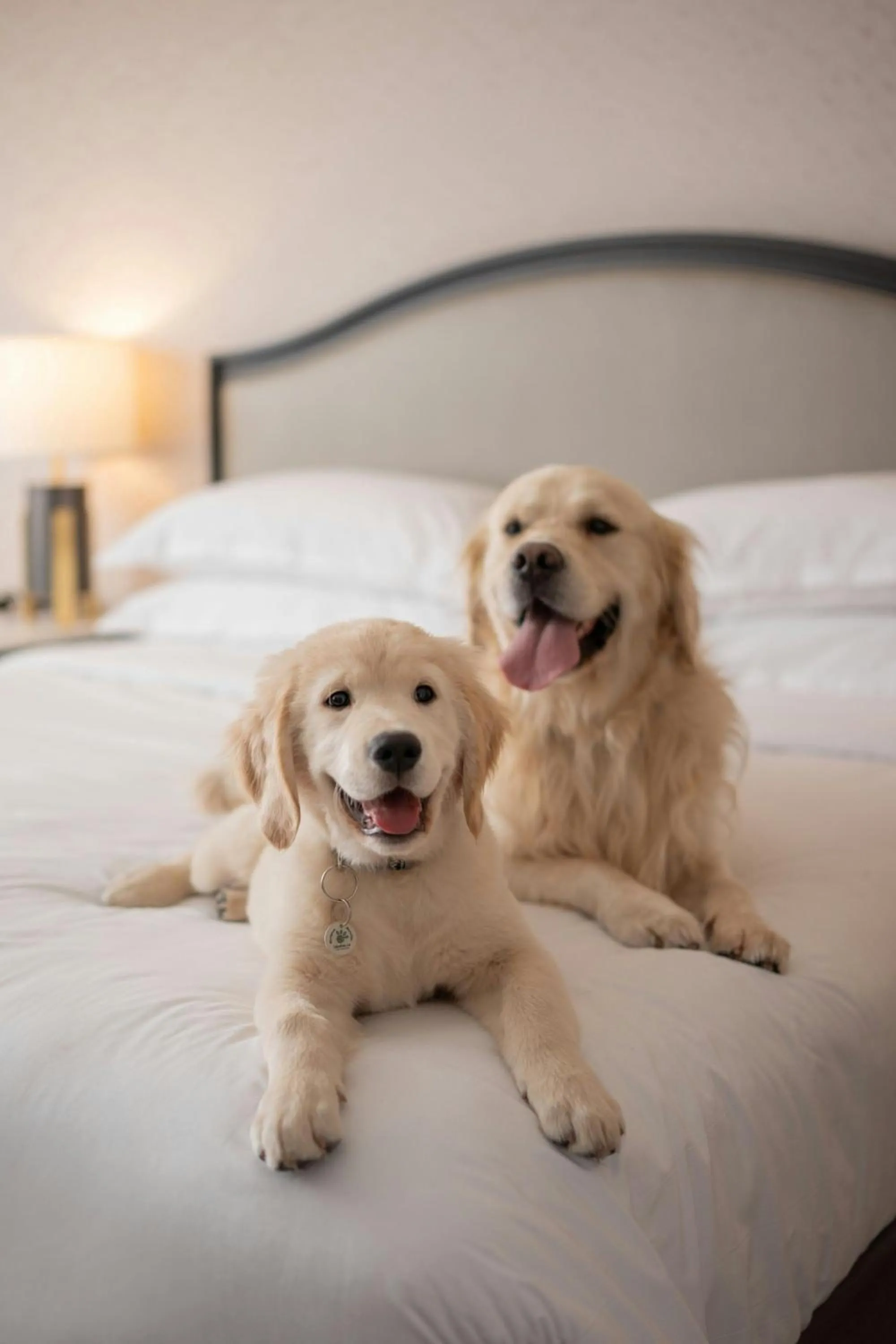 Other in Sheraton Montreal Airport Hotel