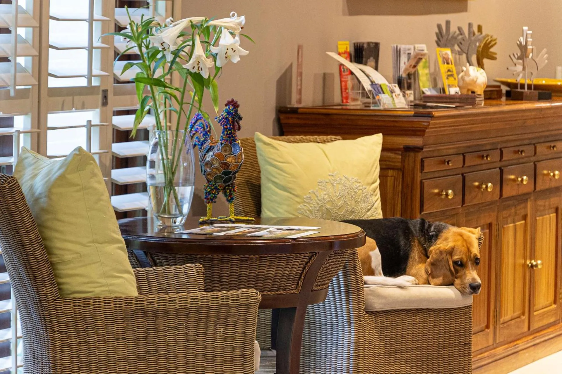 Pets in Hyde Park Guest House