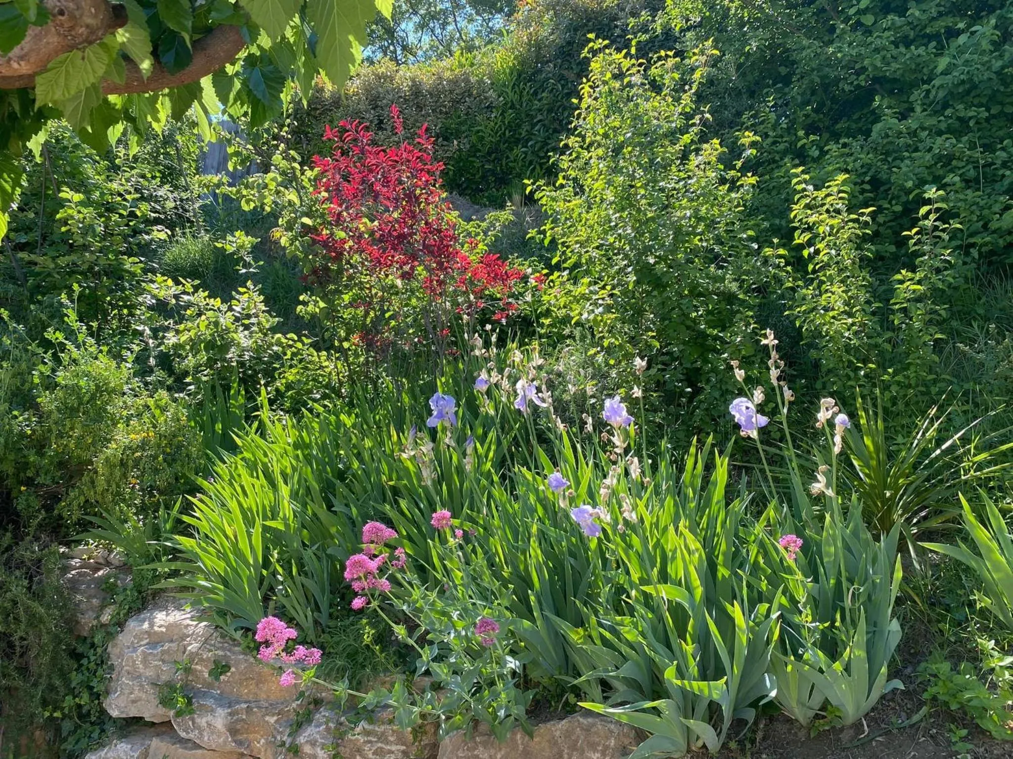 Garden in Le Jardin de Lau
