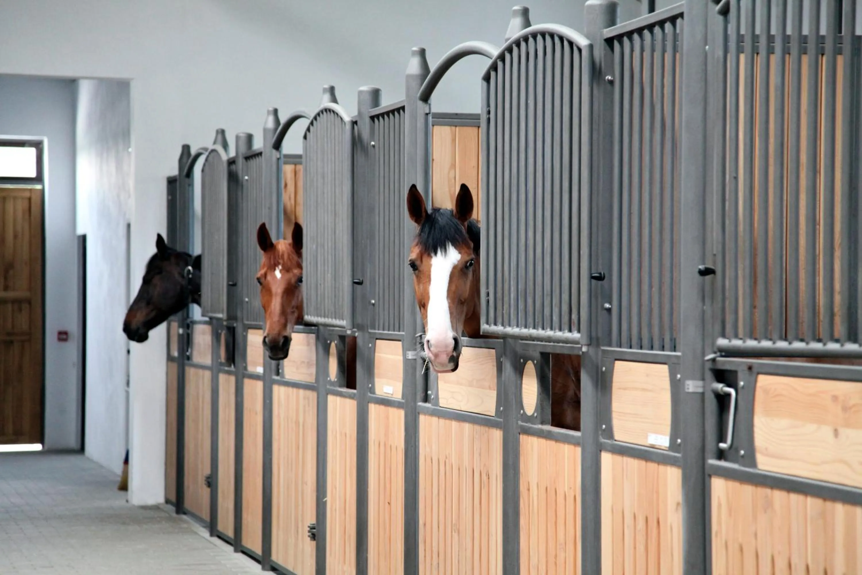 Horse-riding in Boutique Complex Trakiets