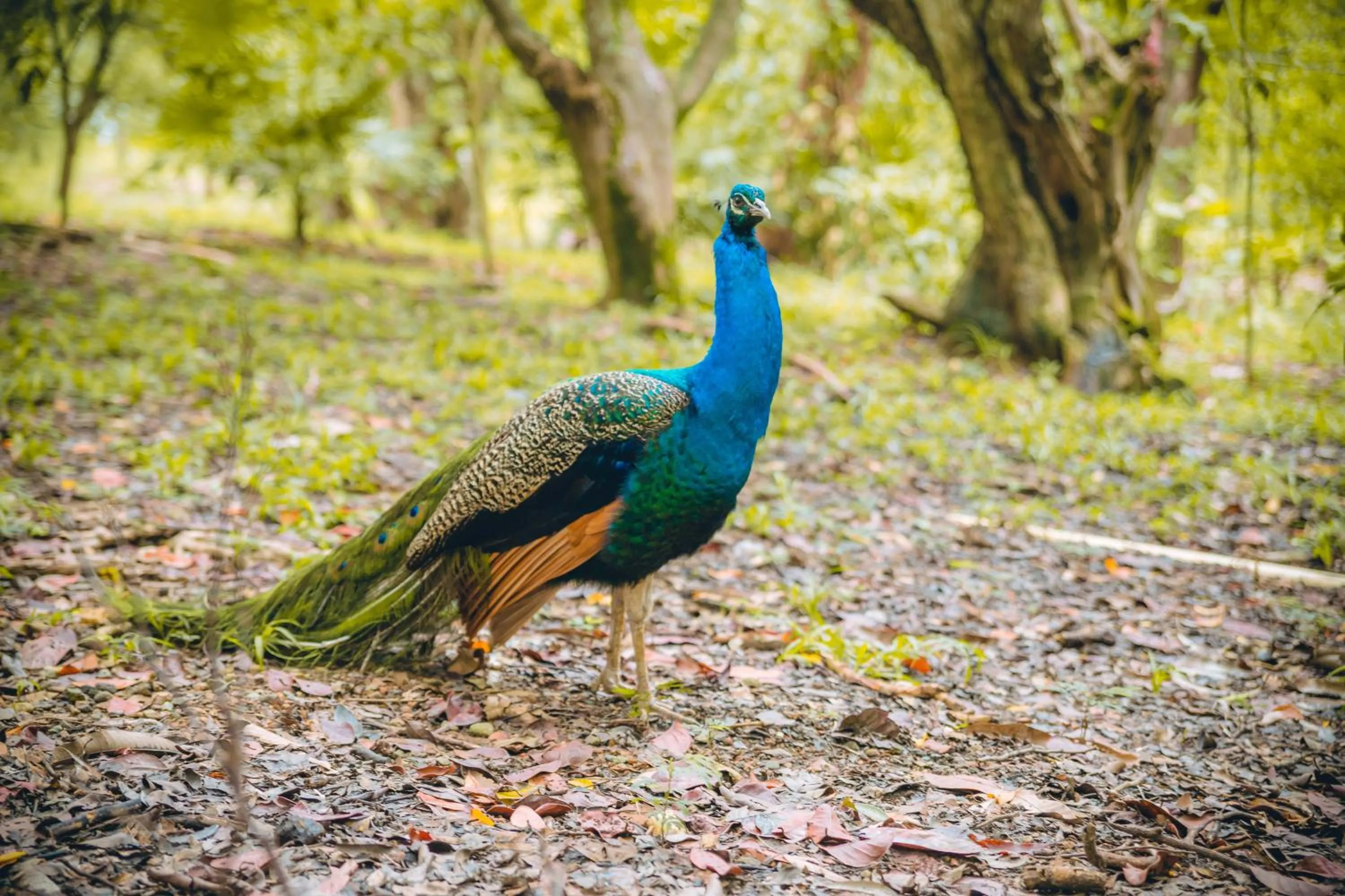 Animals in Fantasy Island Beach Resort and Marina - All Inclusive