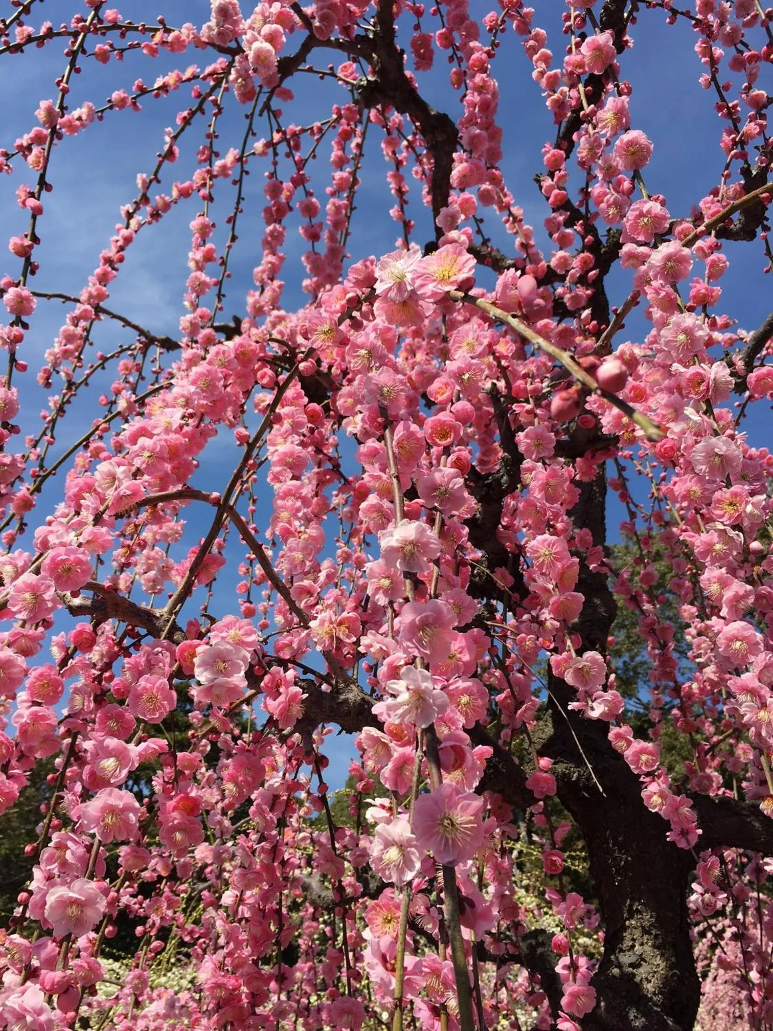 Natural landscape in Hotel Econo Tsu Station