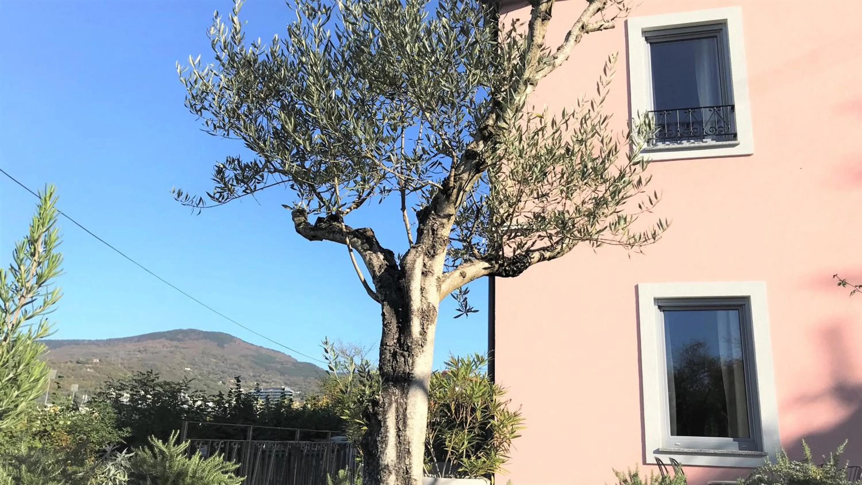 Garden view in Vila Burbonka