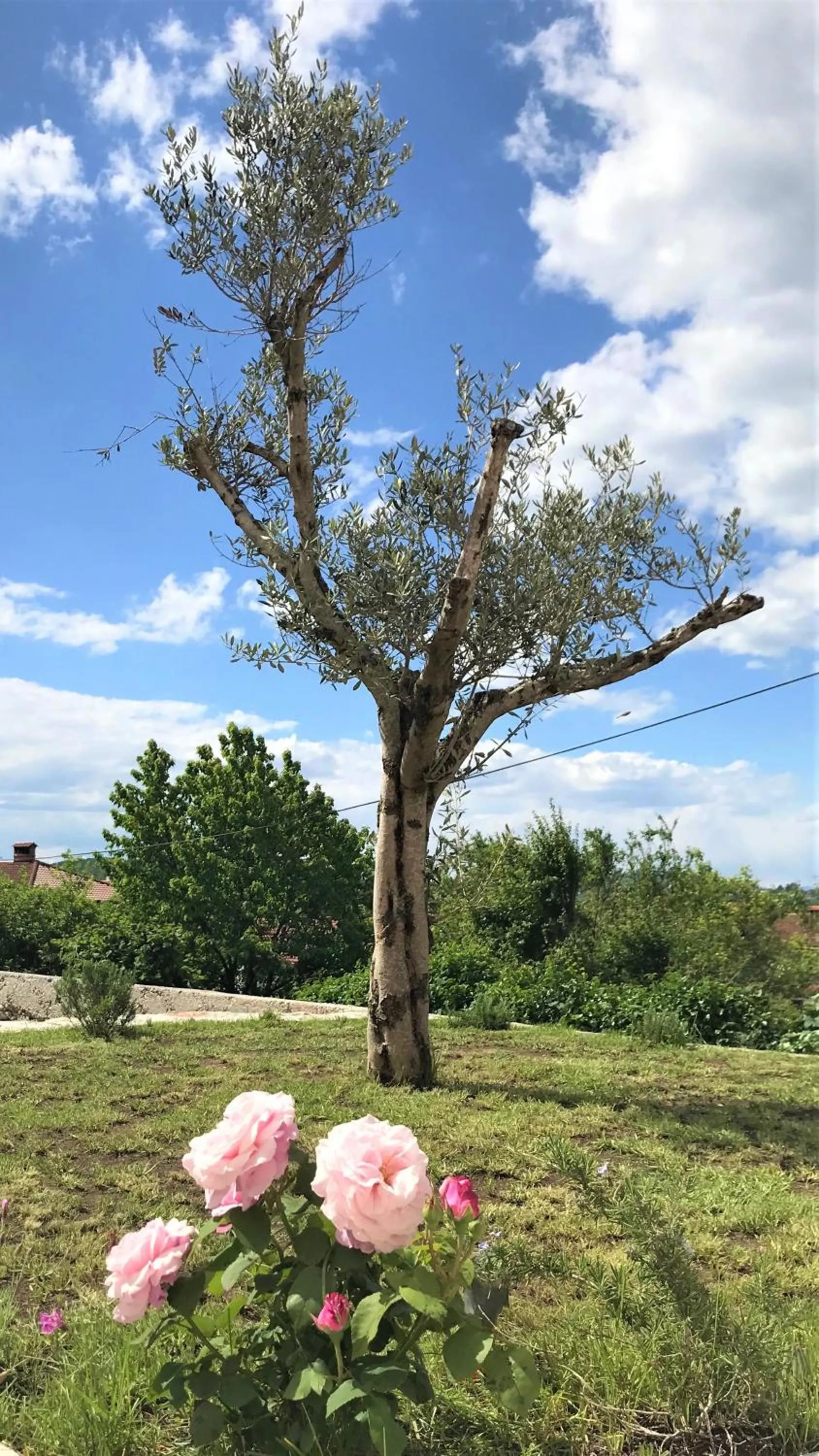 Garden in Vila Burbonka