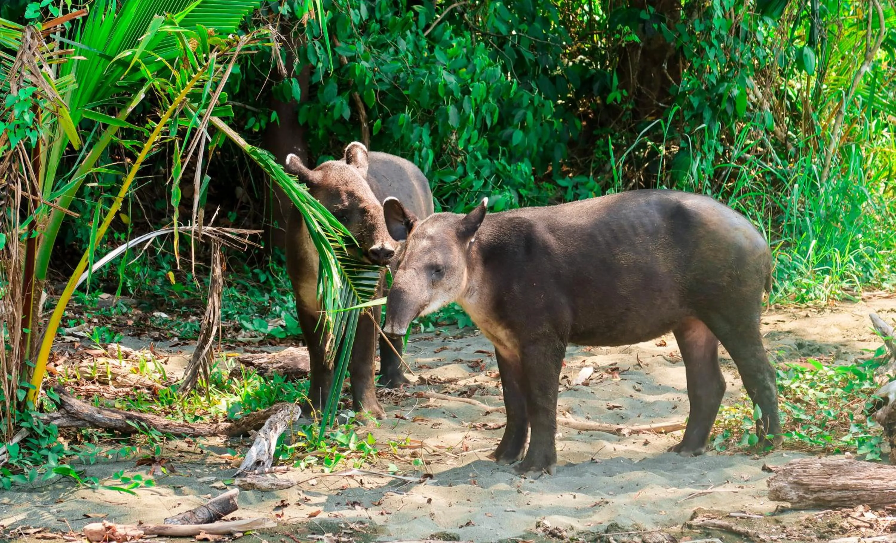Animals in Hotel Hoja de Oro Corcovado