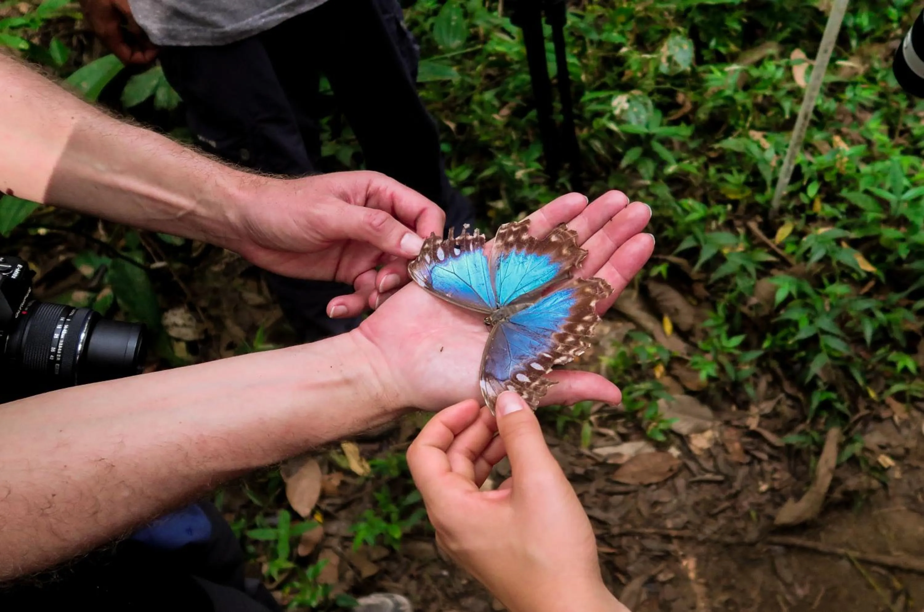 Animals in Hotel Hoja de Oro Corcovado