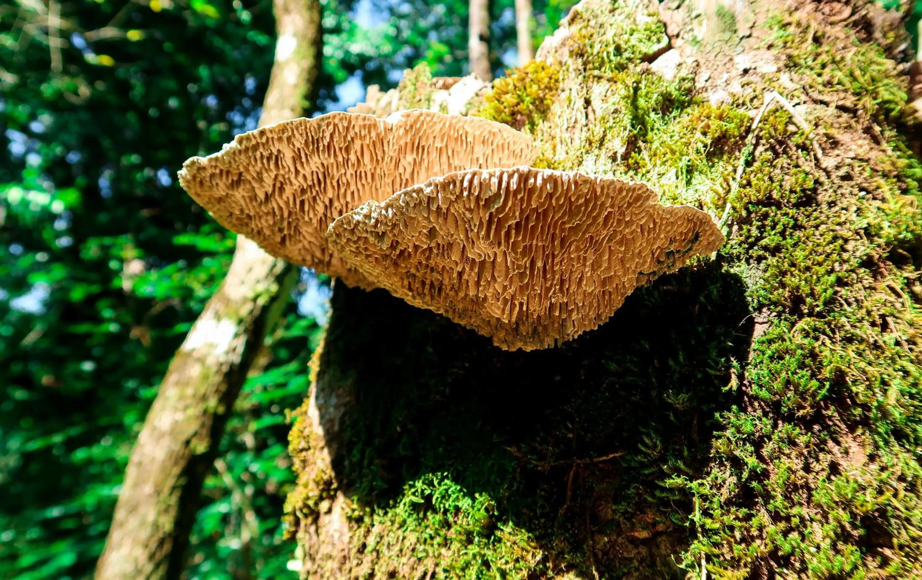 Hiking in Hotel Hoja de Oro Corcovado