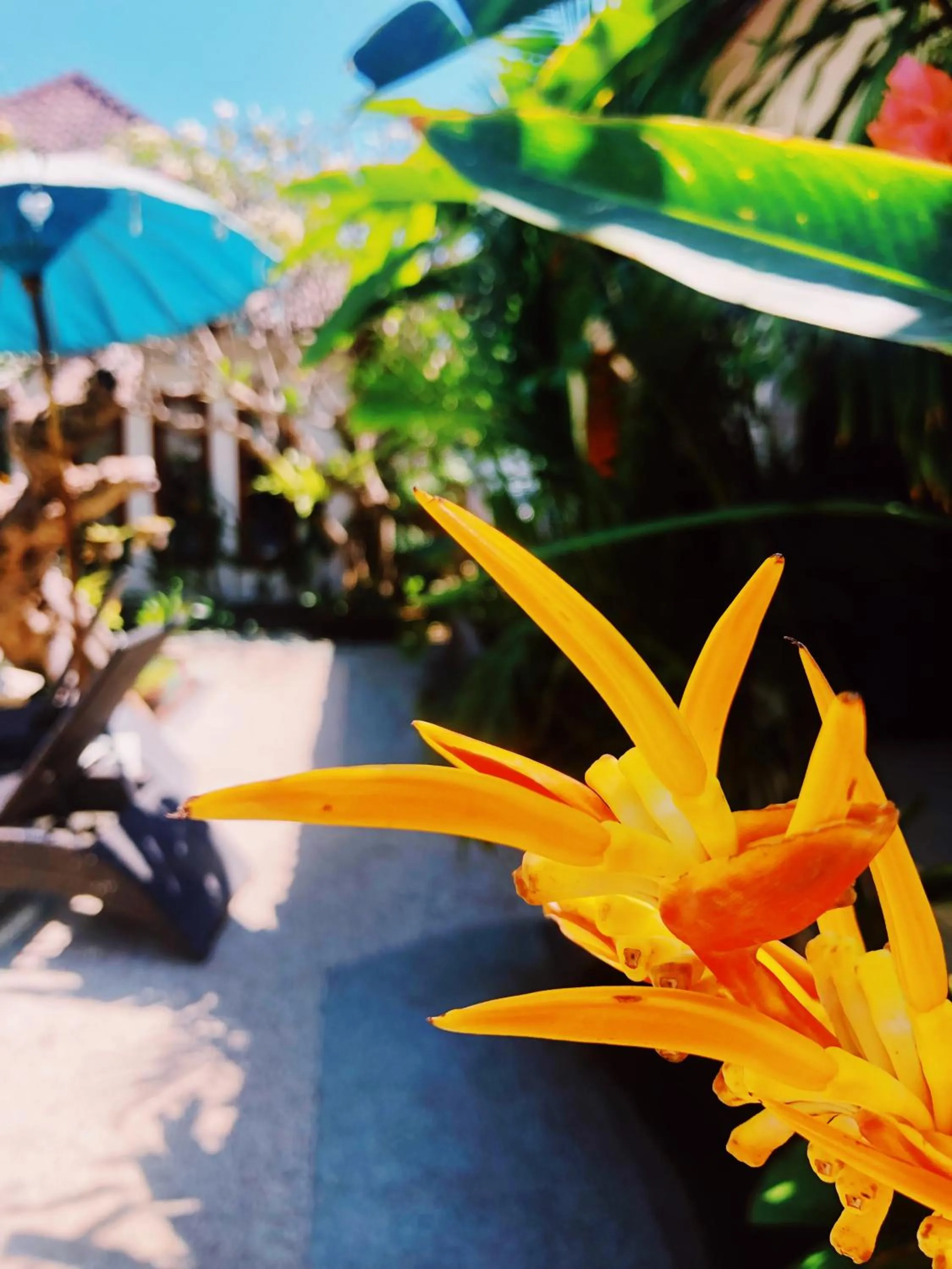 Garden in Kalua Boutique Bungalows