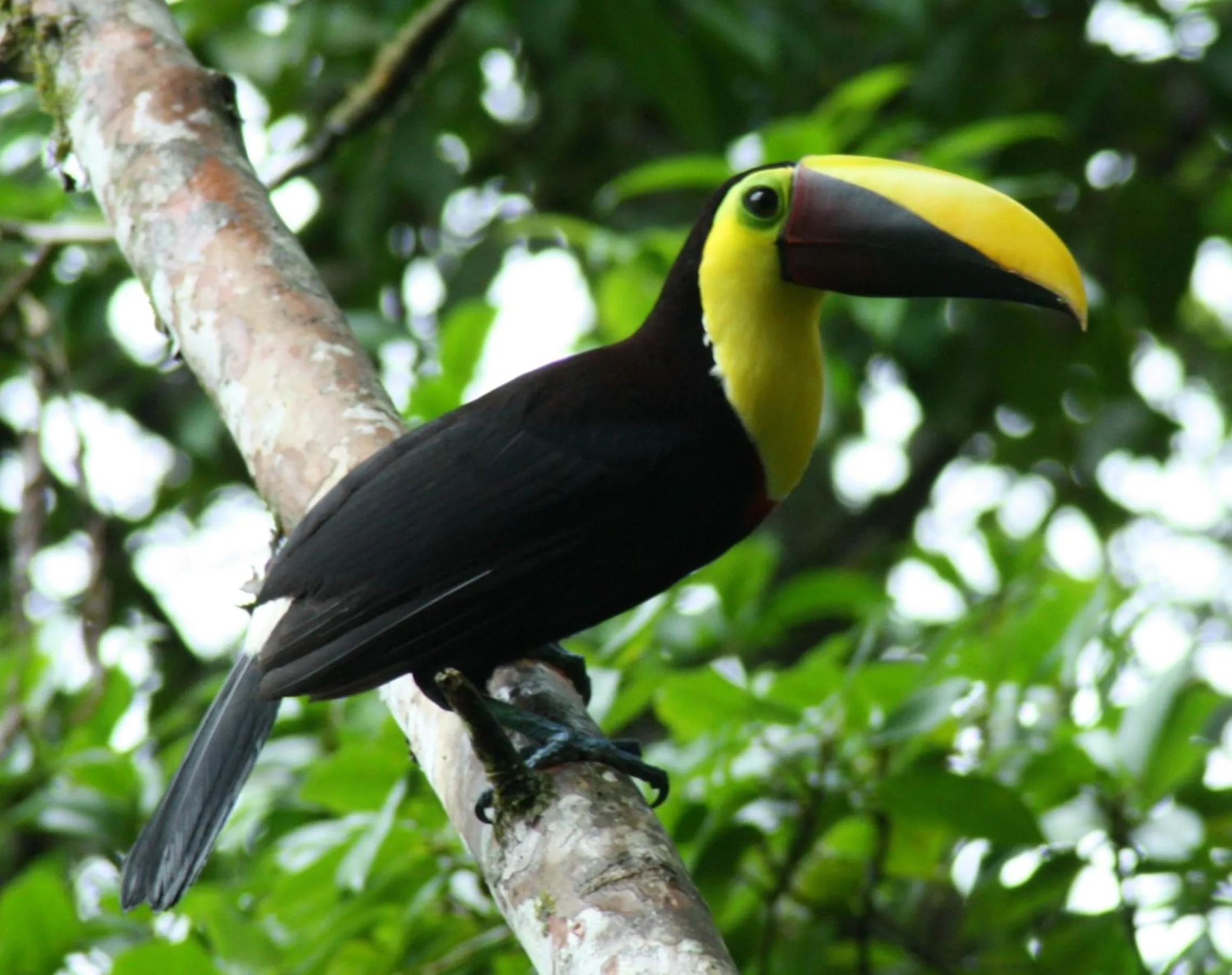 Activities in Tirimbina Rainforest Lodge