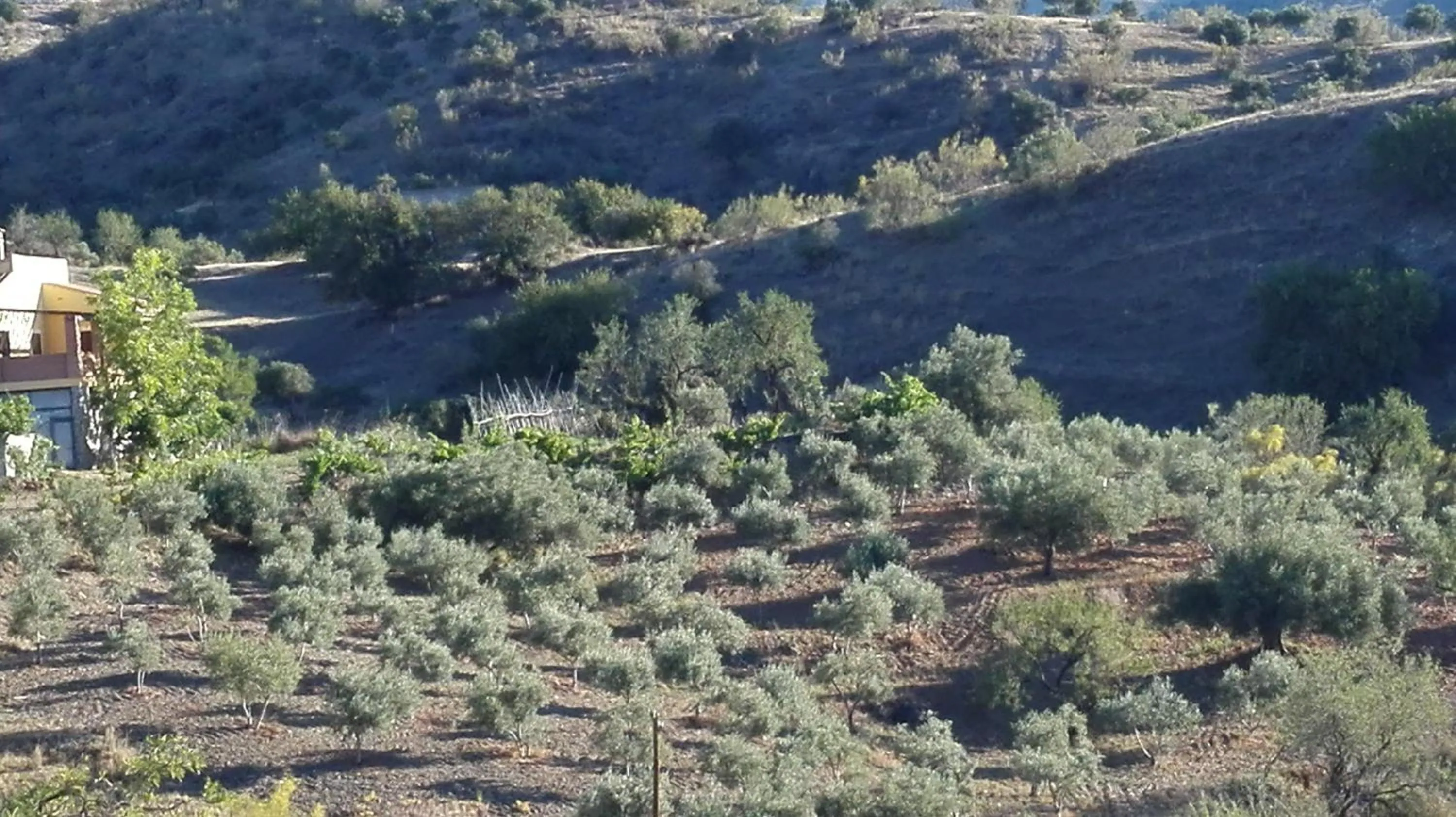 Cortijo Rural Los Gonzalez