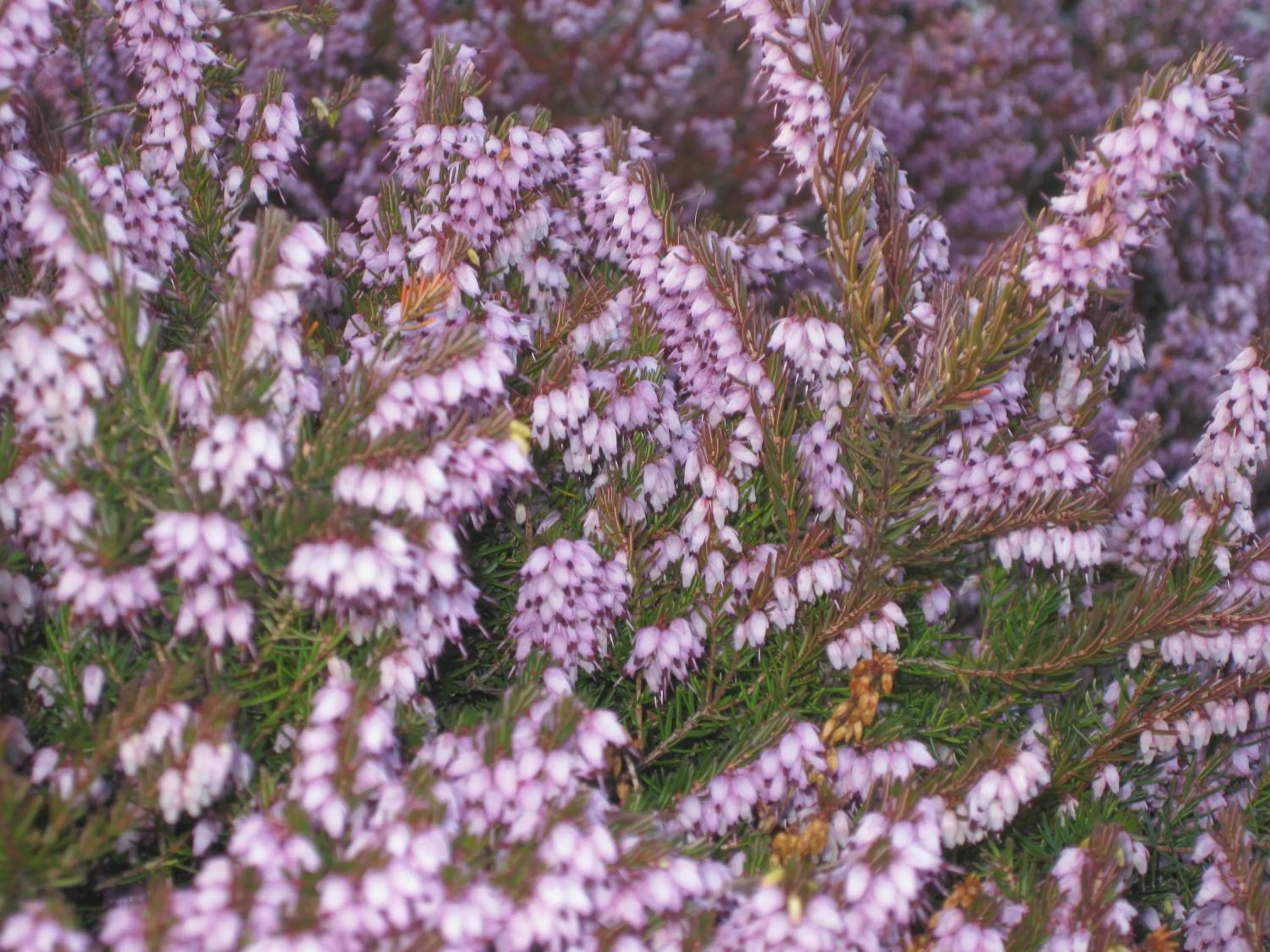 Other in Sunrise Inn