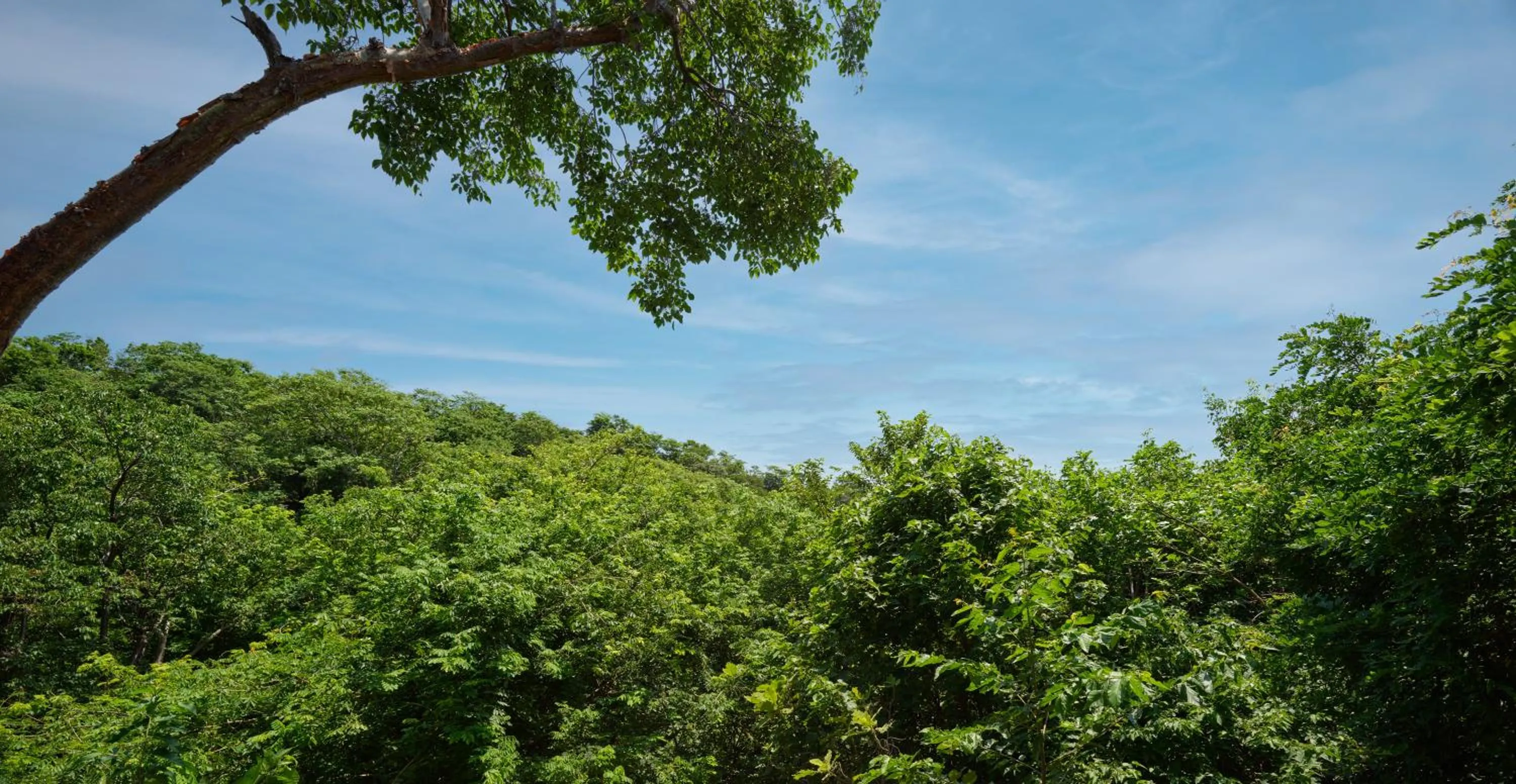 Garden view in Cocolia Hotel