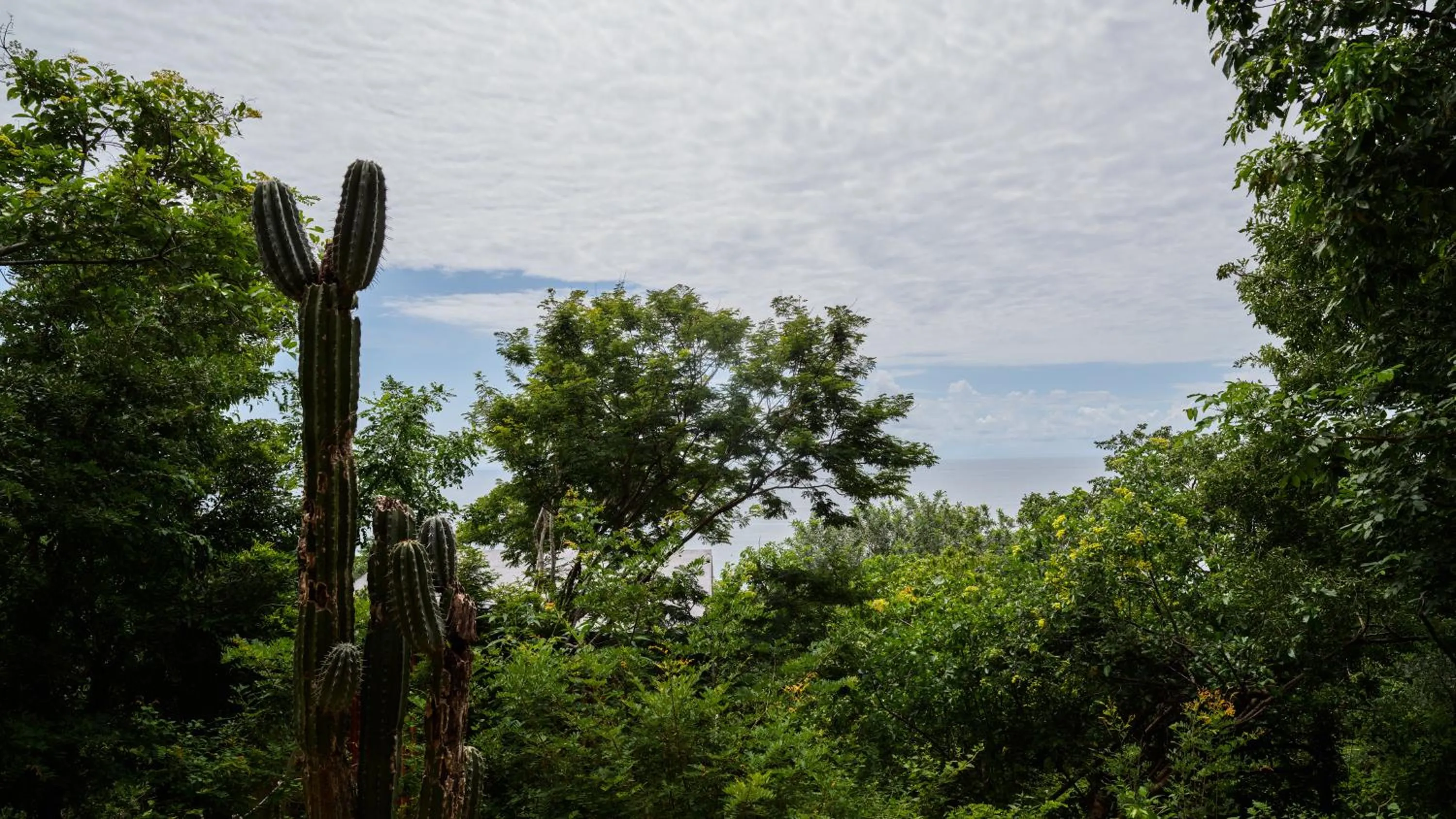Garden view in Cocolia Hotel