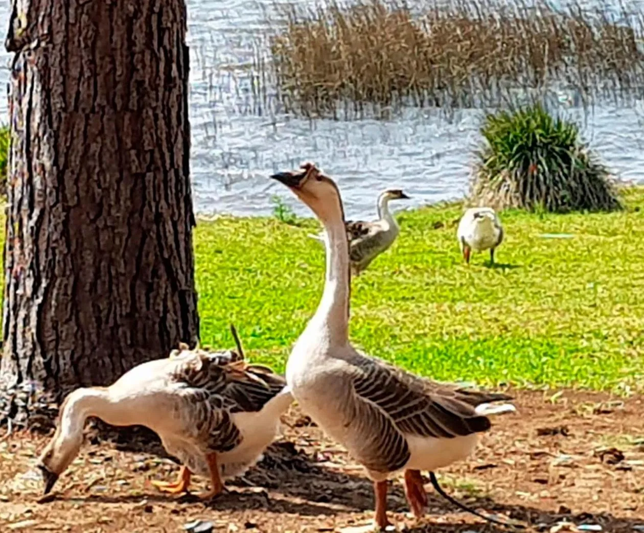 Animals in Tedesco Eco Park