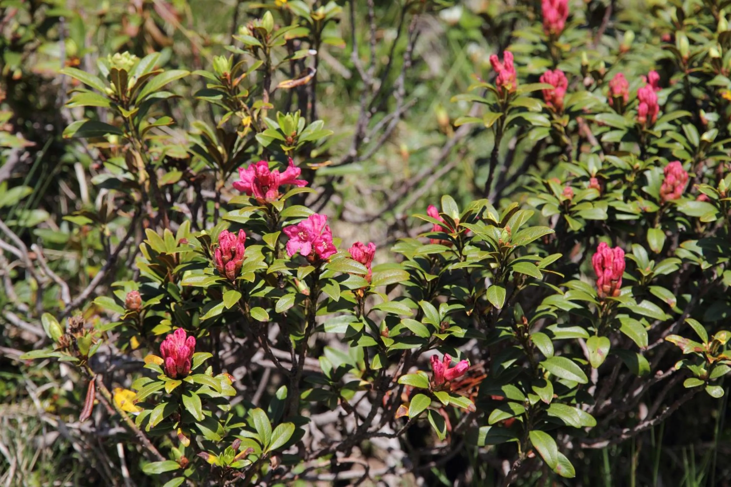 Hiking in Appartment Maria