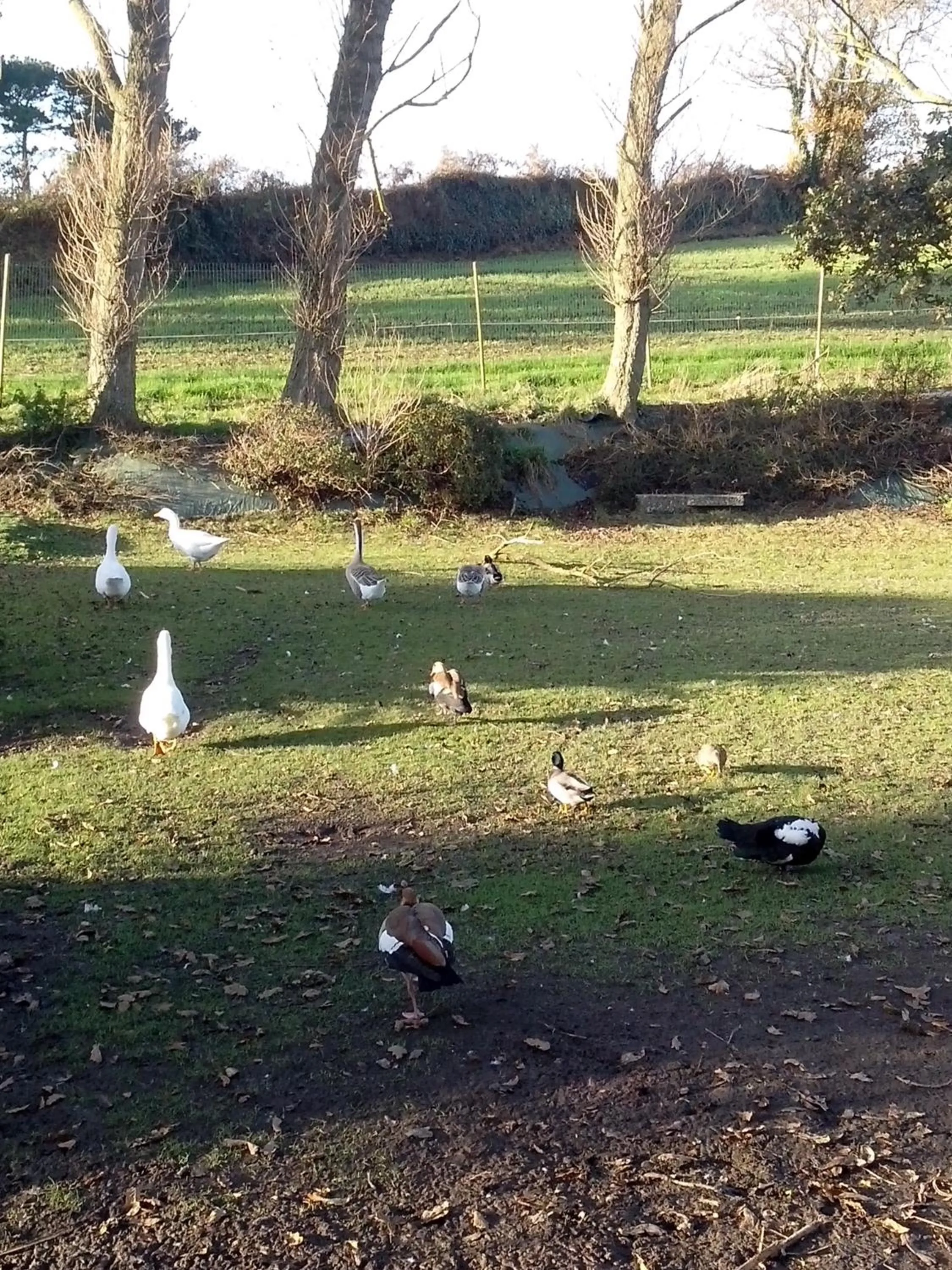 Pets in Domaine de Kerzuat