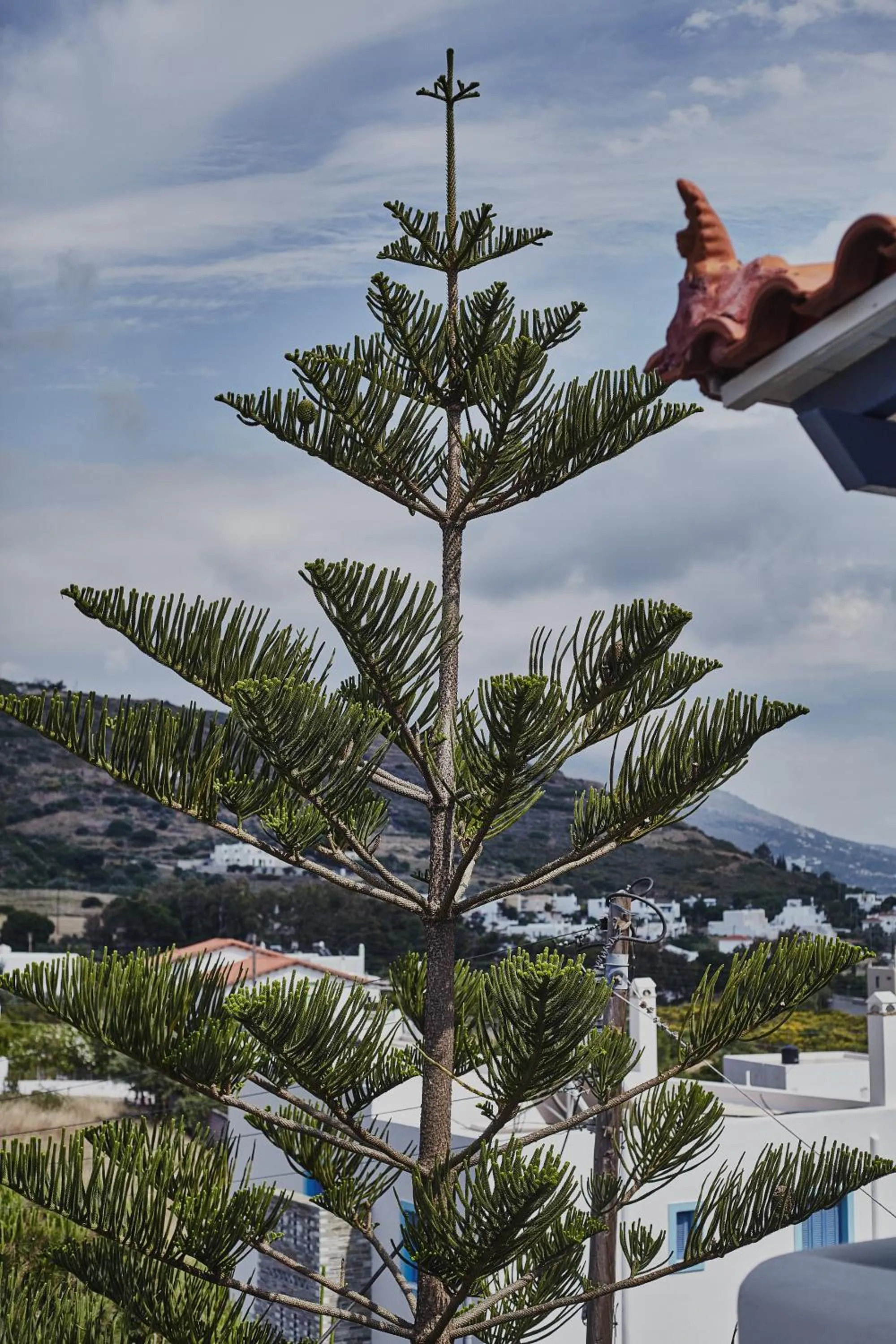 Decorative detail in Irene Studios