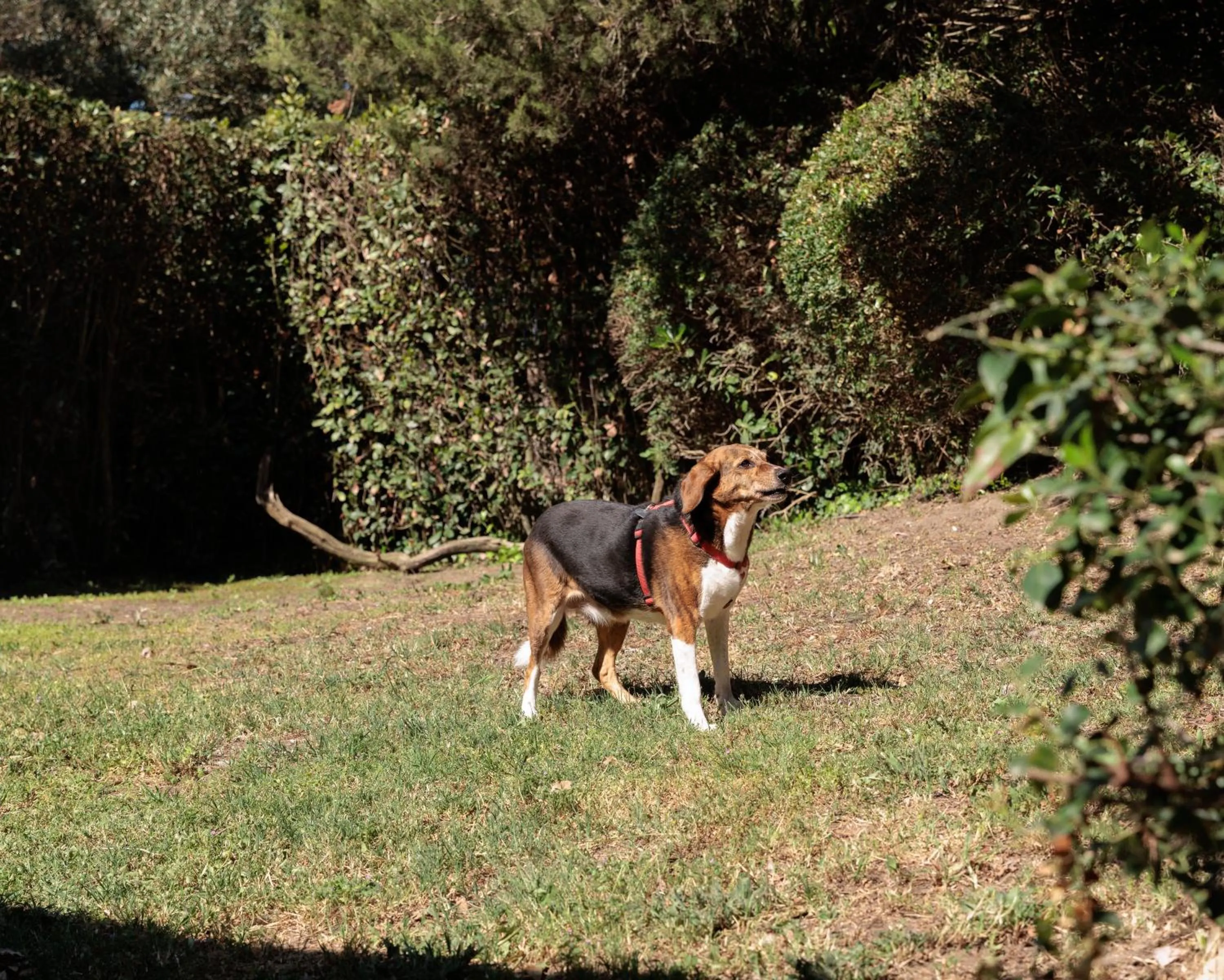 Animals in Hotel Nina