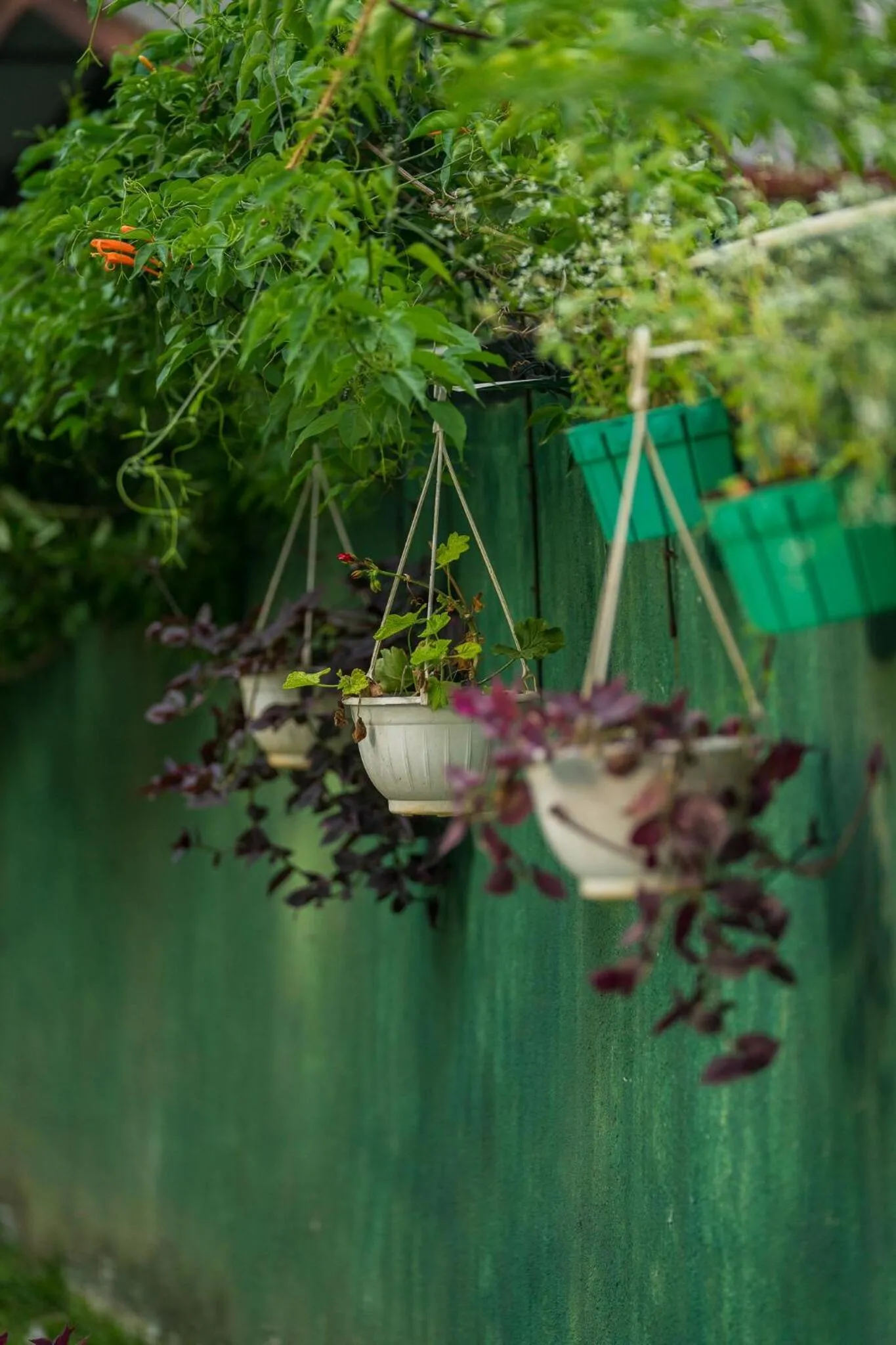 Garden view in Ella Forest Paradise Hotel