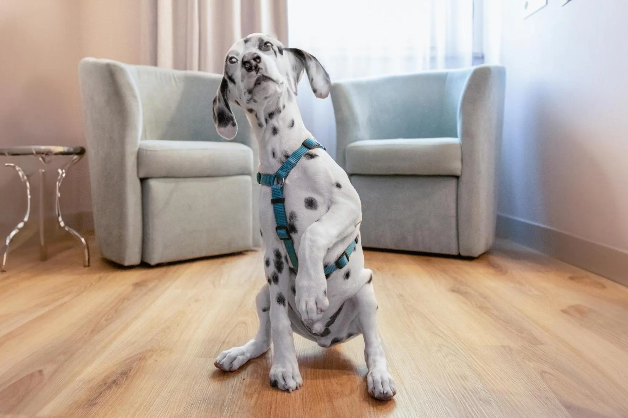 Animals in Hotel De La Ville depandance di Hotel Augustus