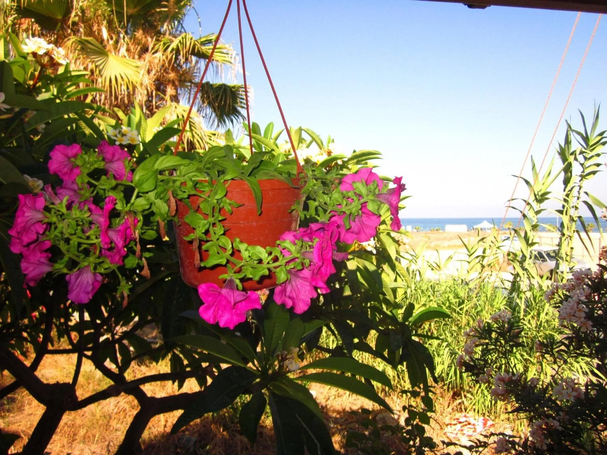 Garden in Georgia Apartments