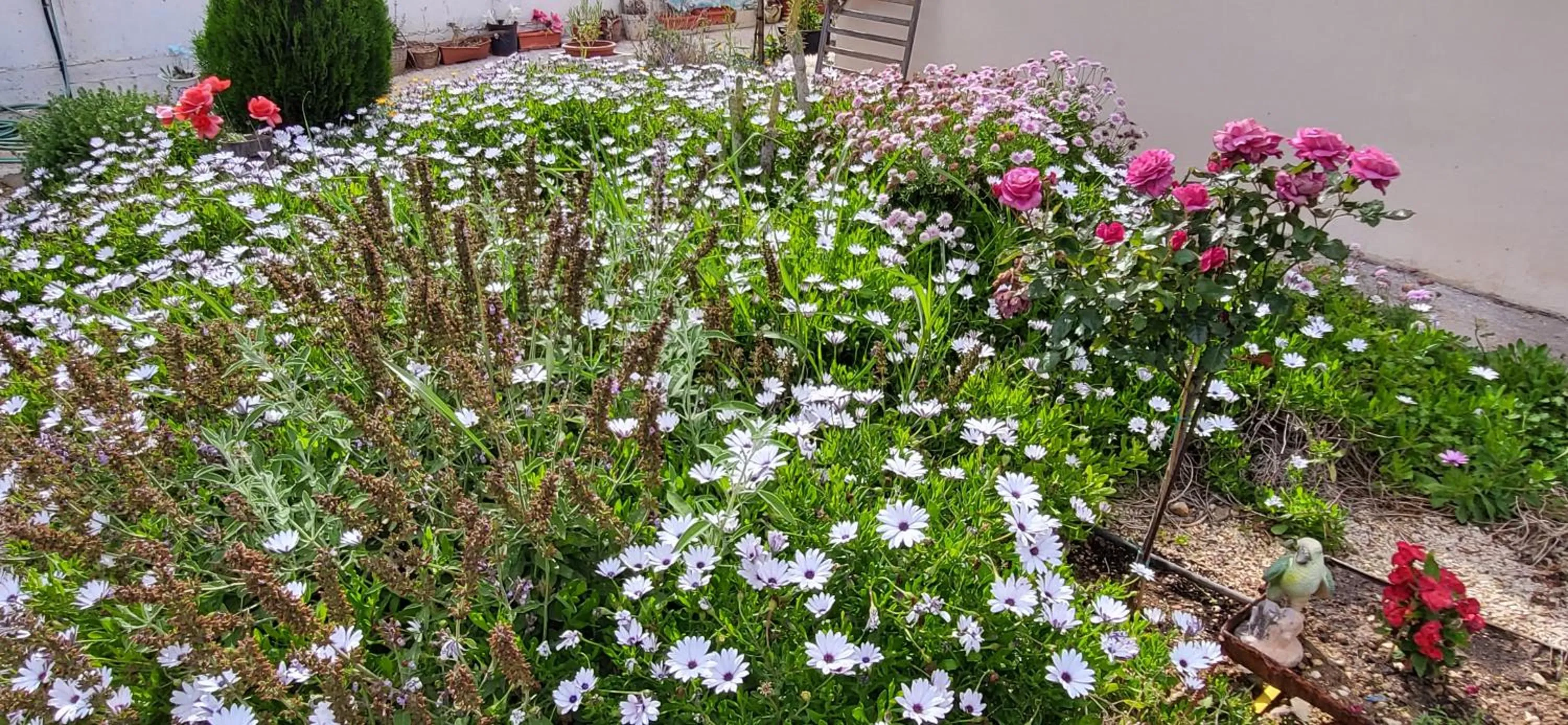 Garden in Georgia Apartments