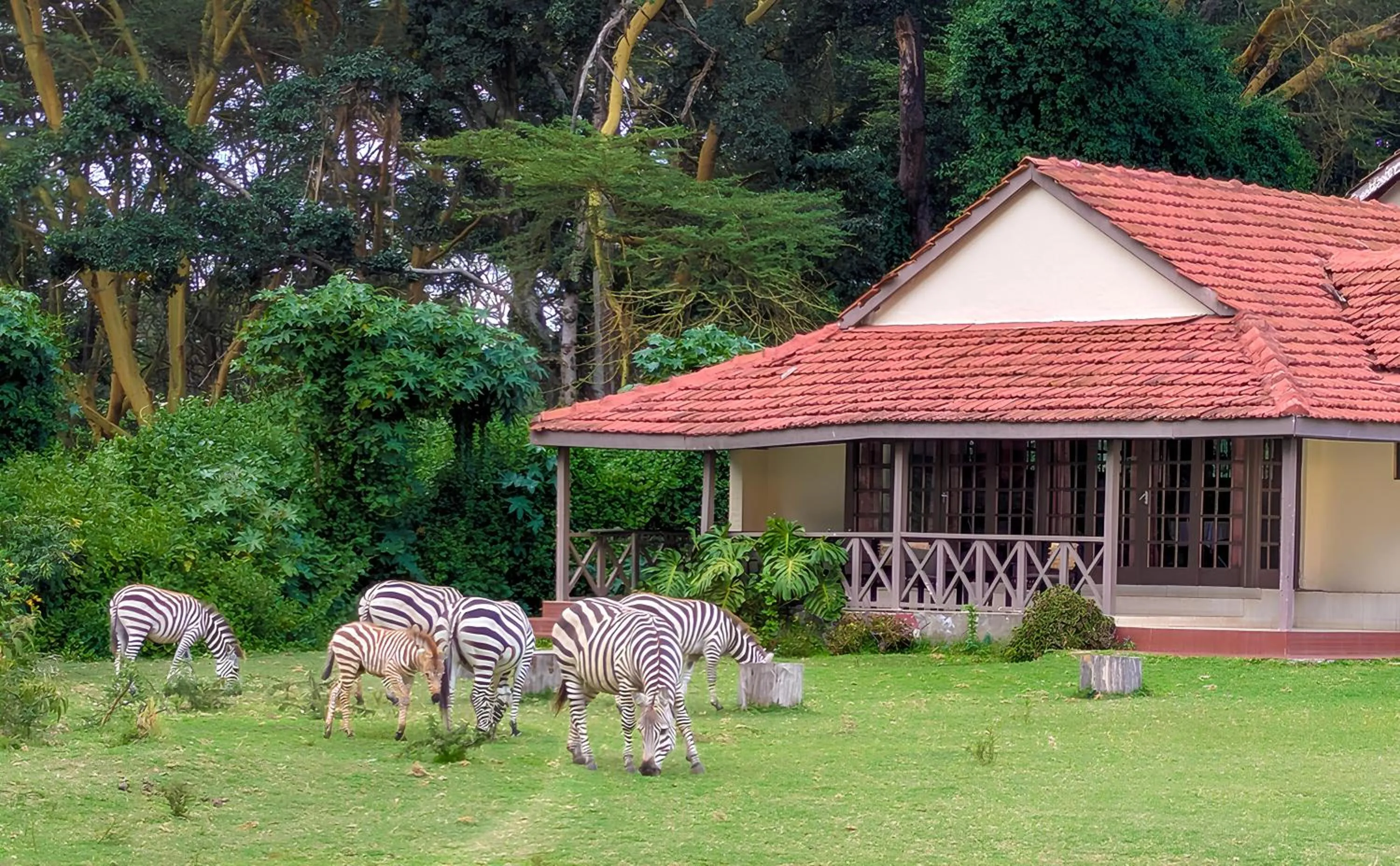 Animals in Muthu Lake Naivasha Country Club, Naivasha