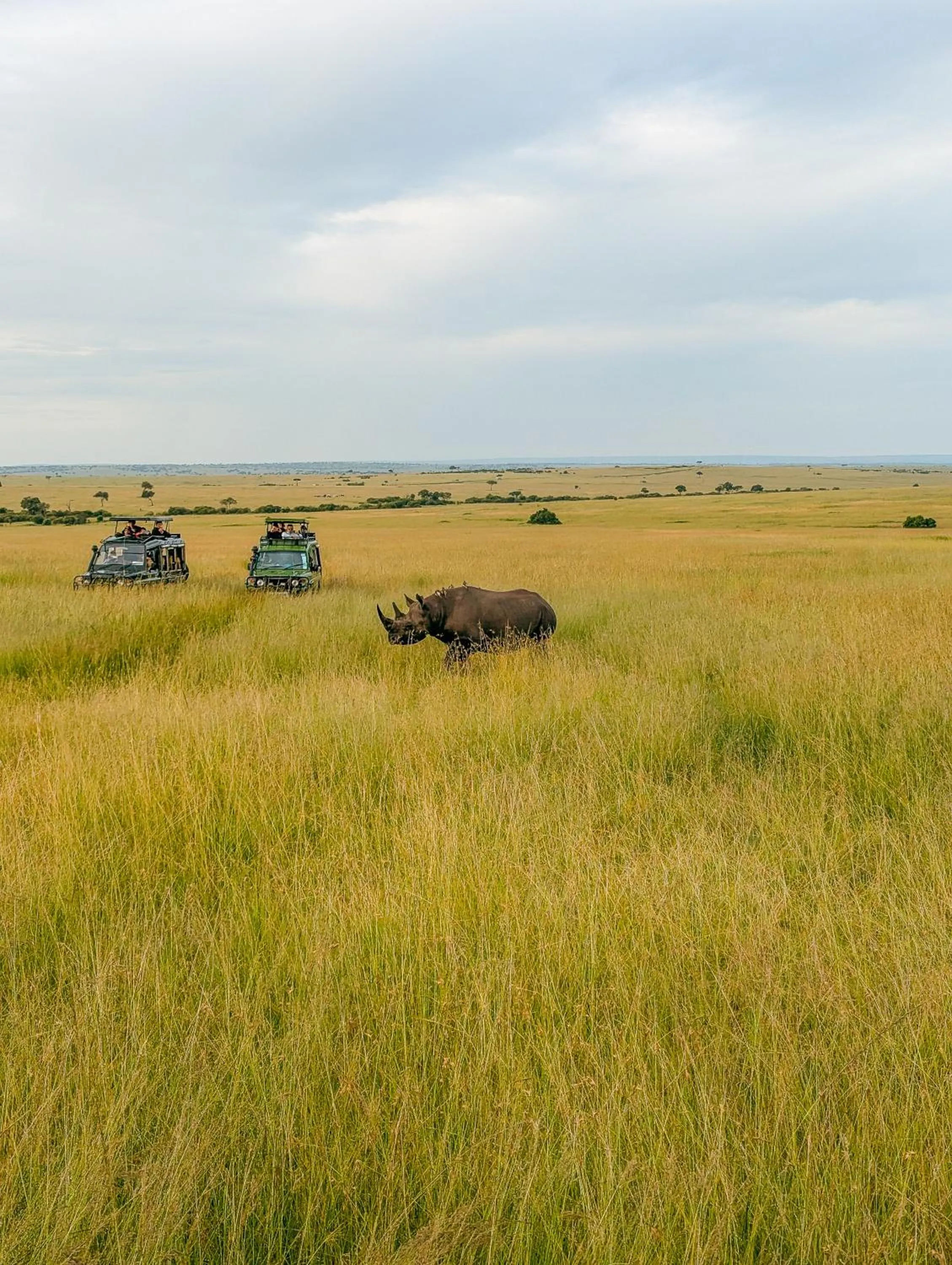 Animals in Muthu Keekorok Lodge, Maasai Mara, Narok