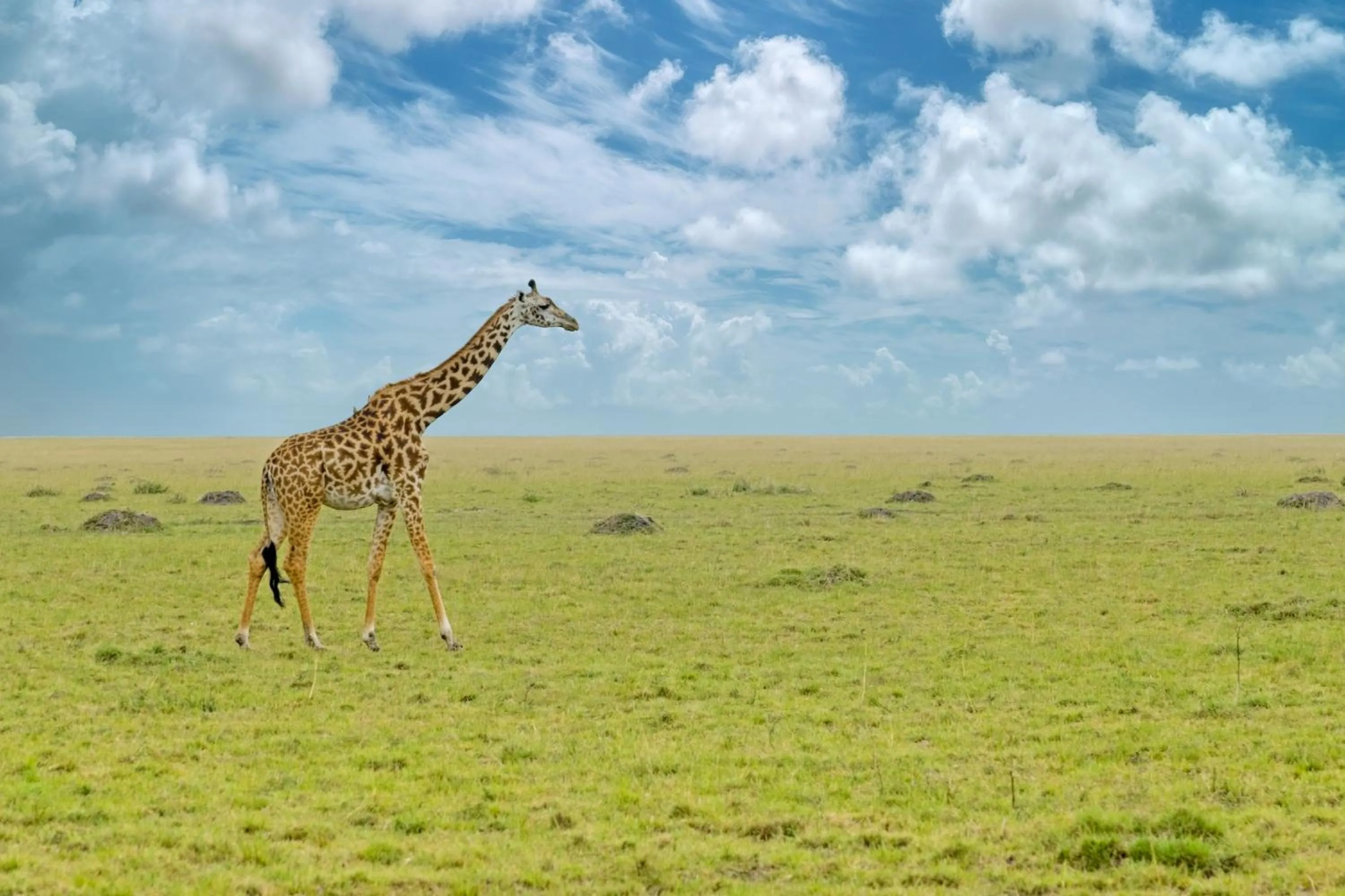 Day in Muthu Keekorok Lodge, Maasai Mara, Narok