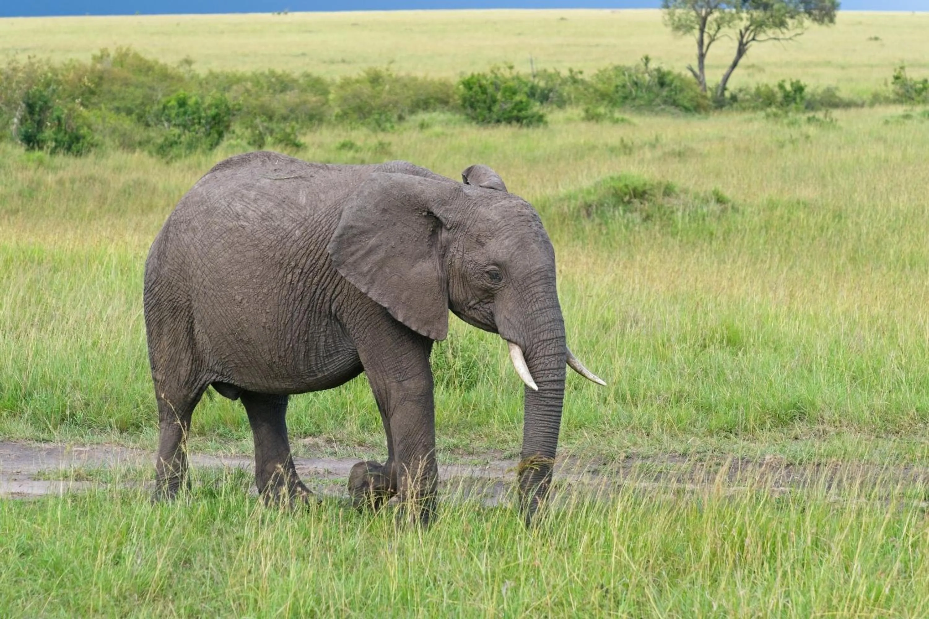 Natural landscape in Muthu Keekorok Lodge, Maasai Mara, Narok