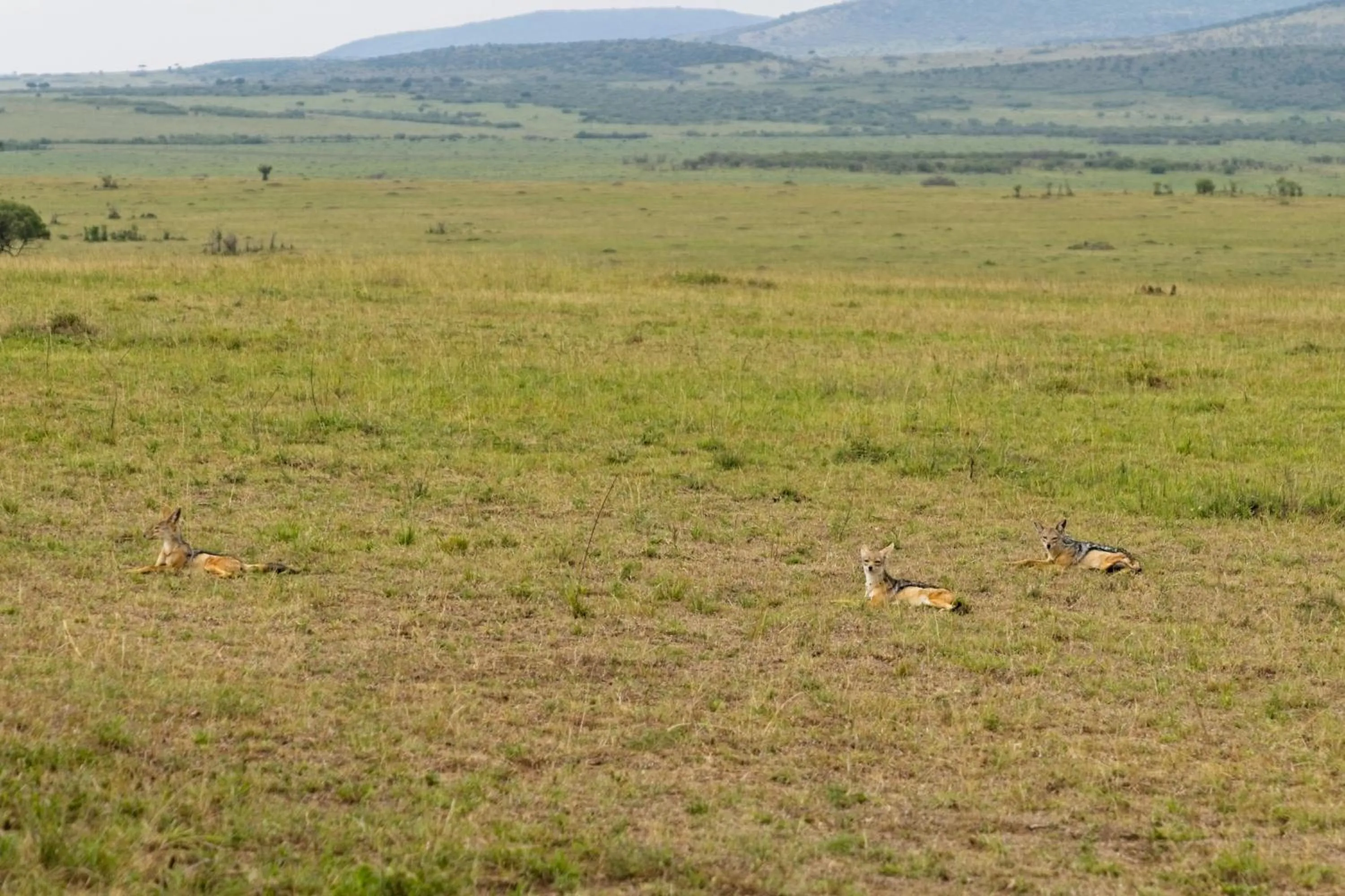 Day in Muthu Keekorok Lodge, Maasai Mara, Narok