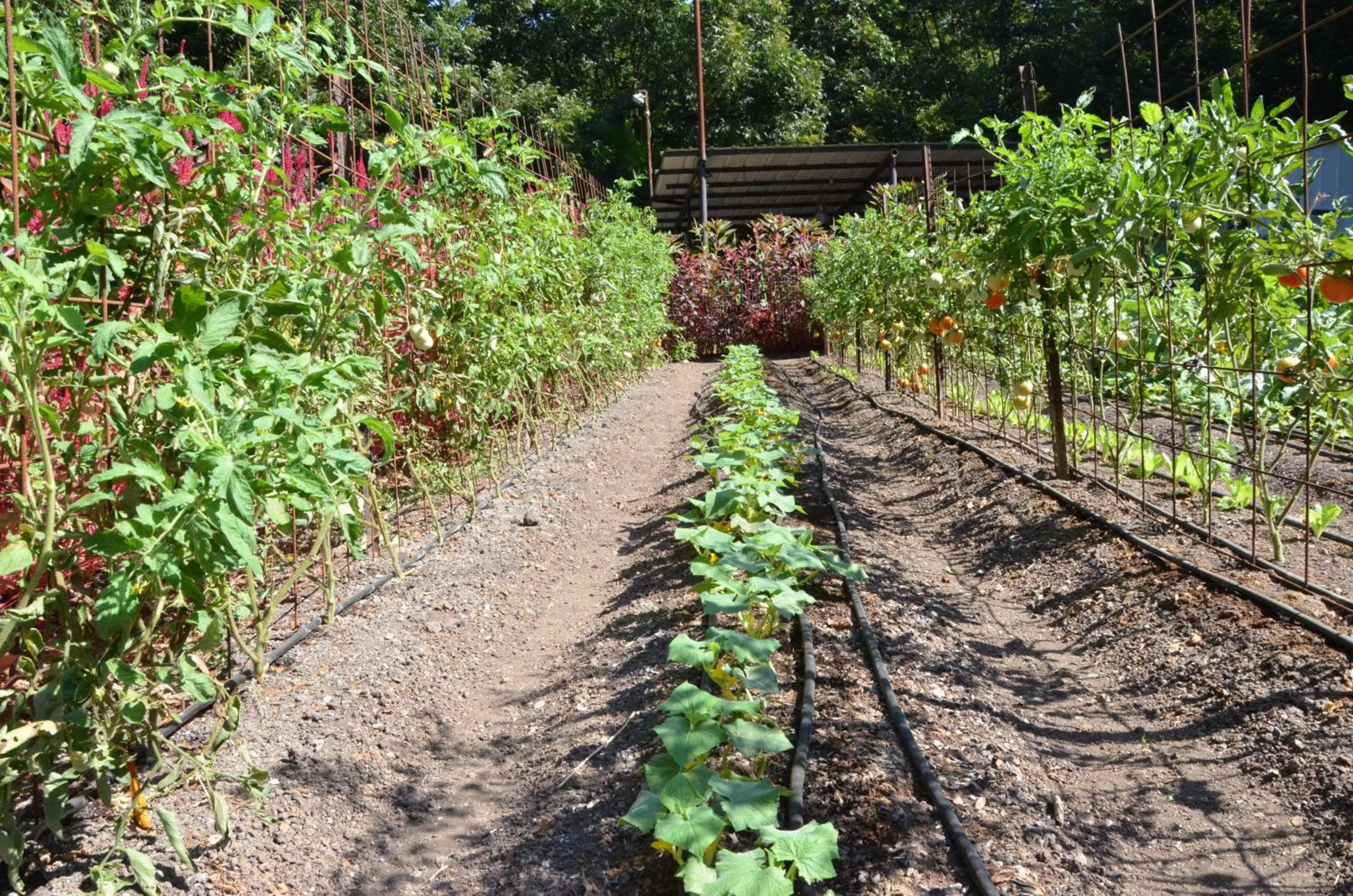 Garden in Vitrage Holiday Village and Spa