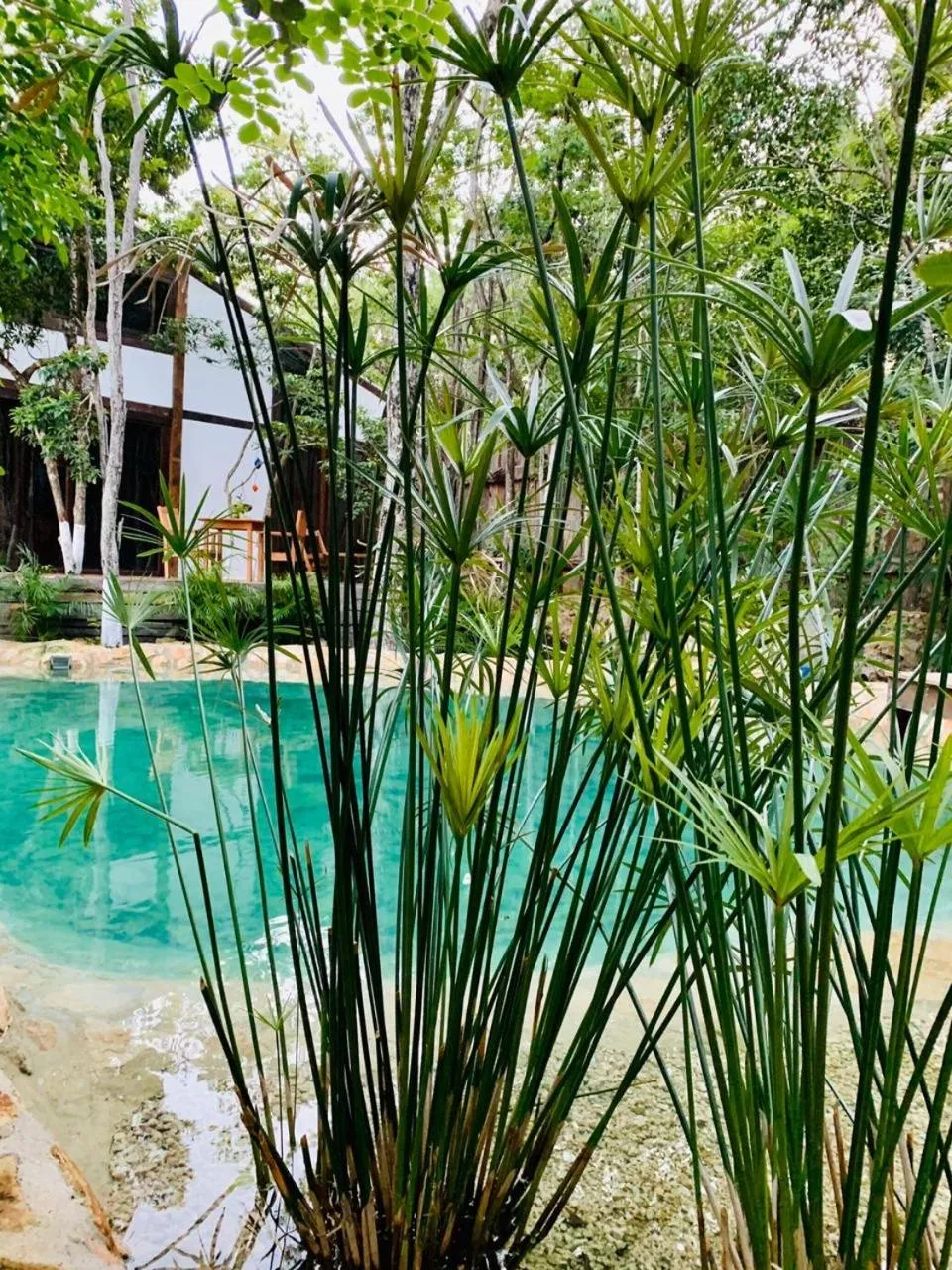 Garden view in Nahouse Jungle Lodges