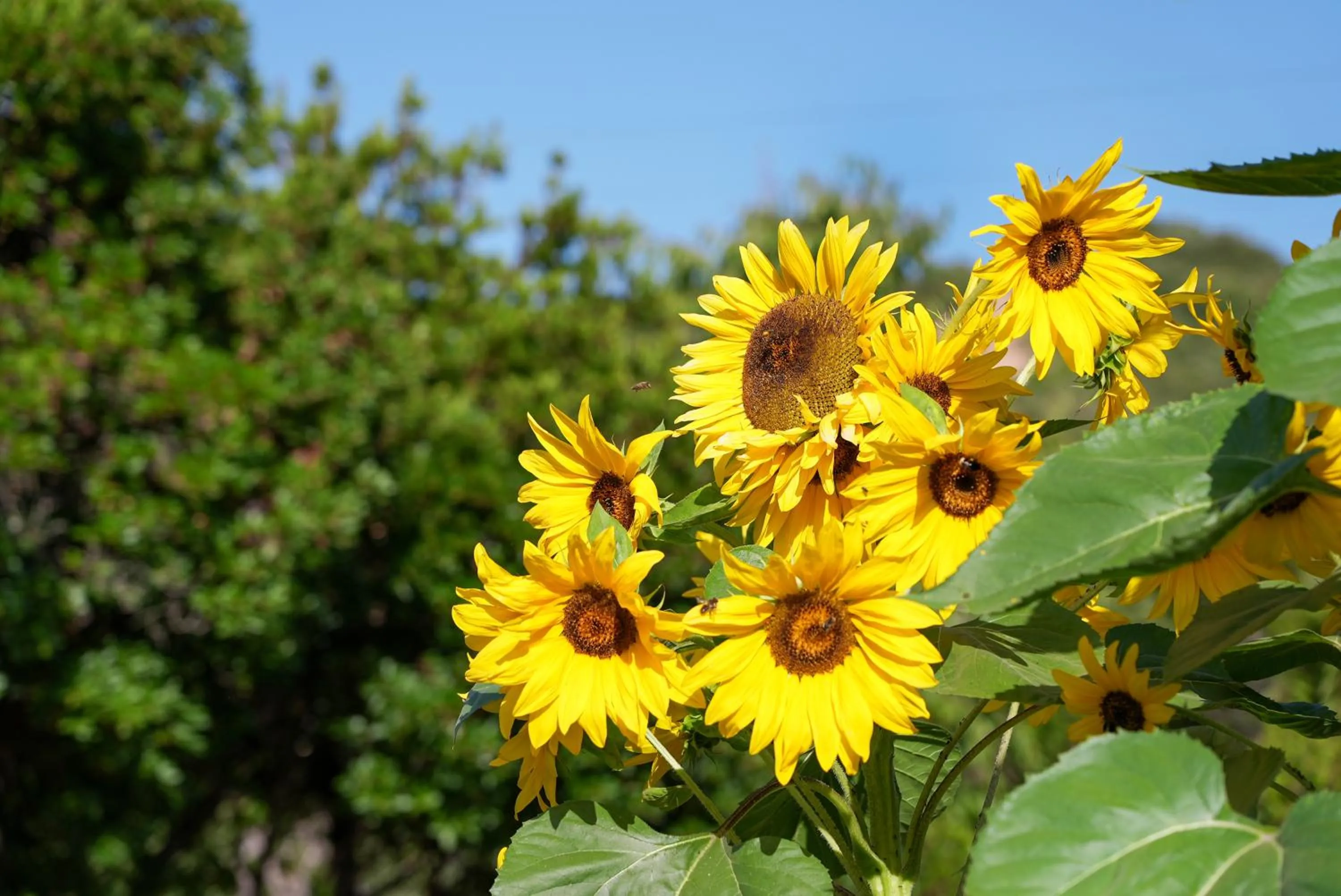 Garden in HOTEL ORLANDO Sardegna