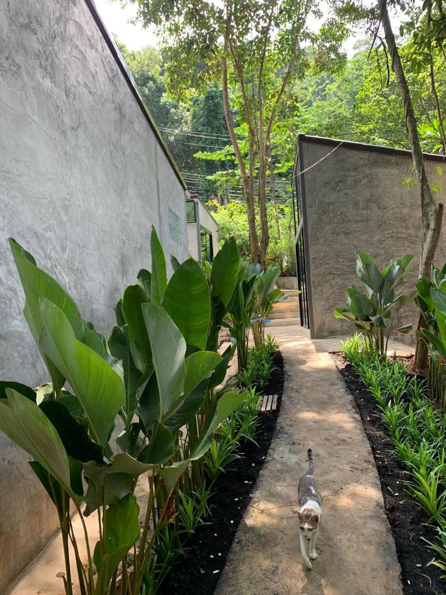 Garden in BeachBox@Koh Сhang