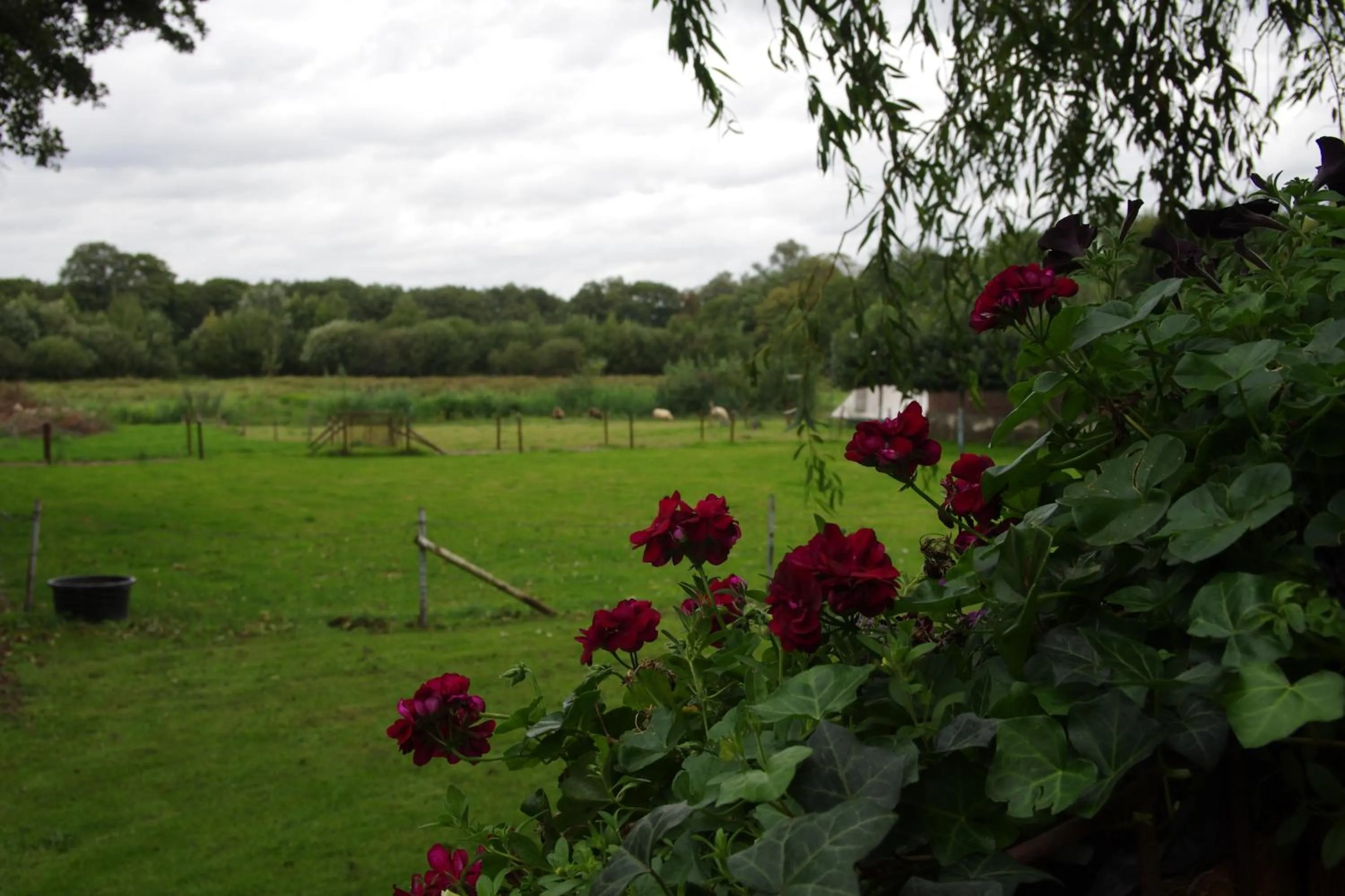 Garden in Vakantie Meerlo