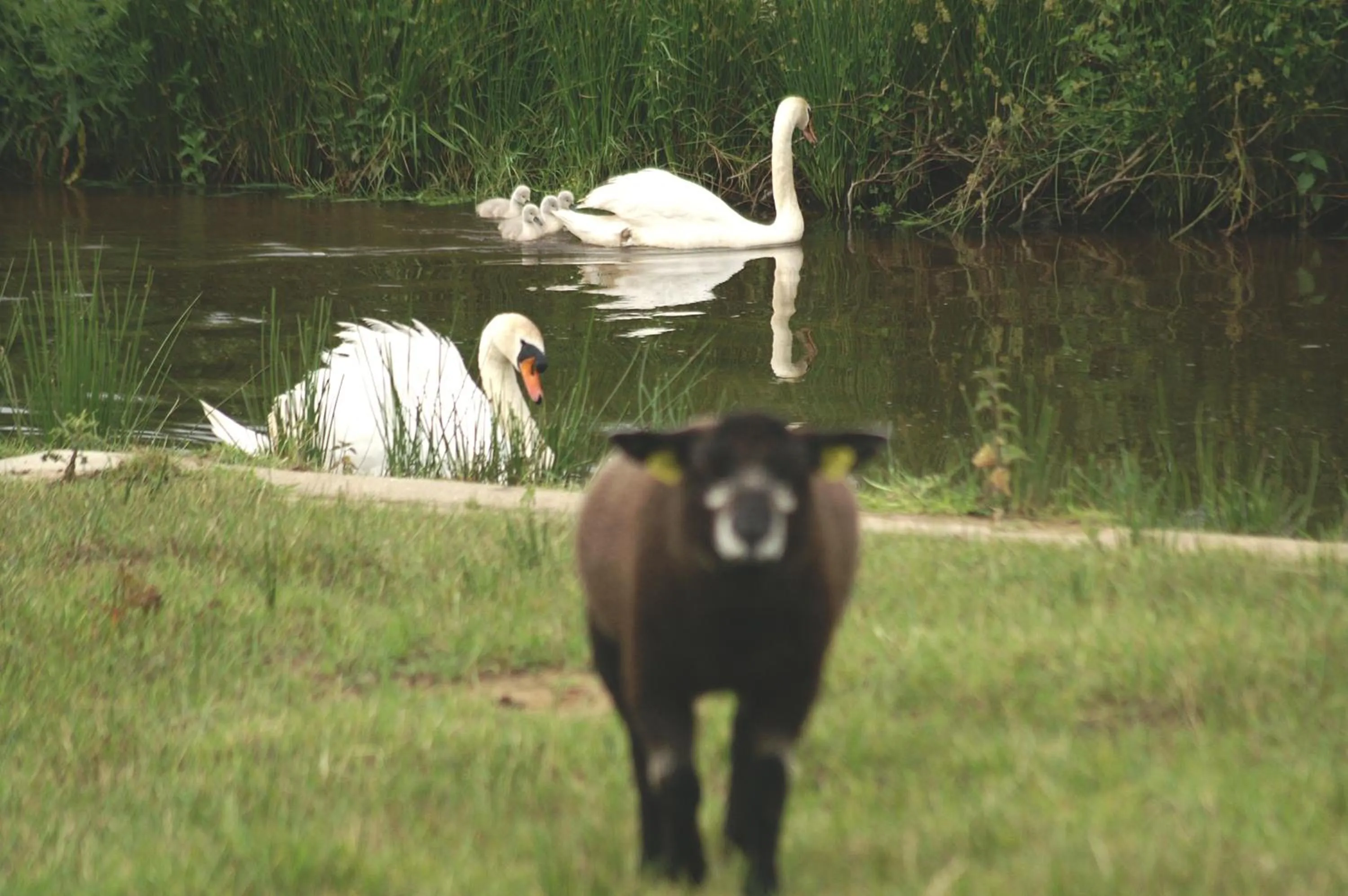 Animals in Vakantie Meerlo