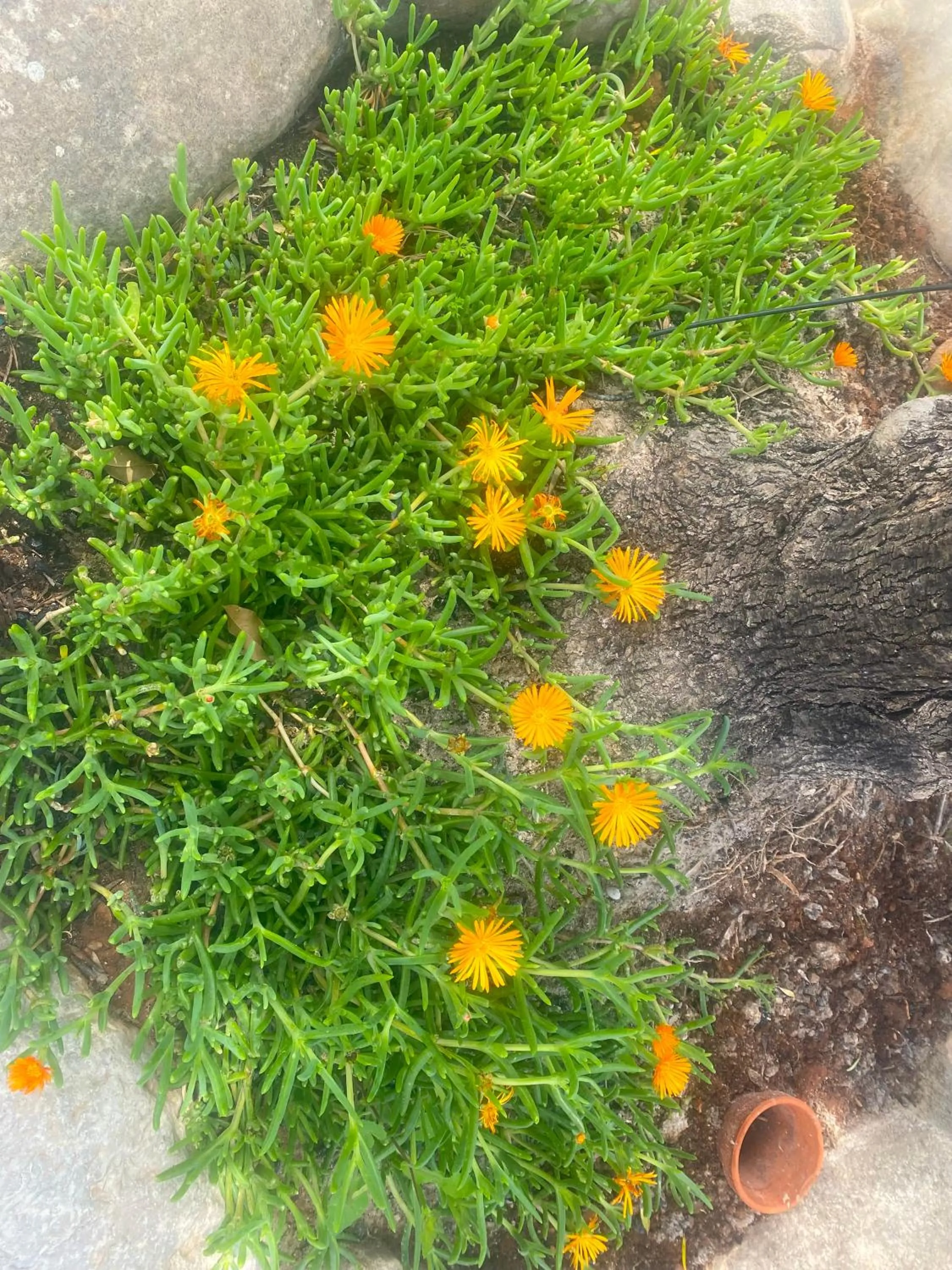 Spring in Natura cottages