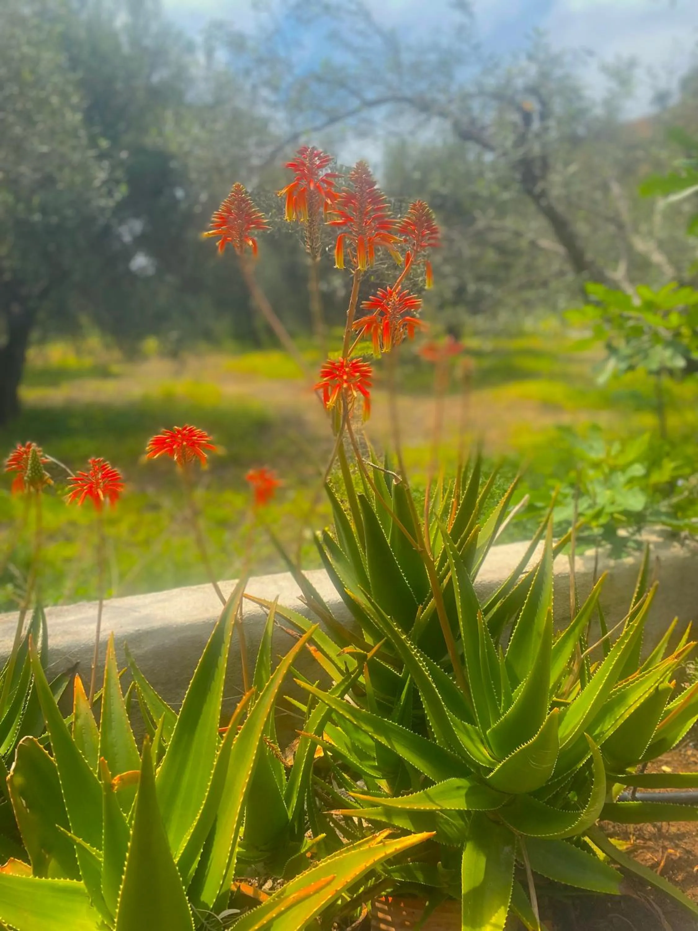 Garden in Natura cottages