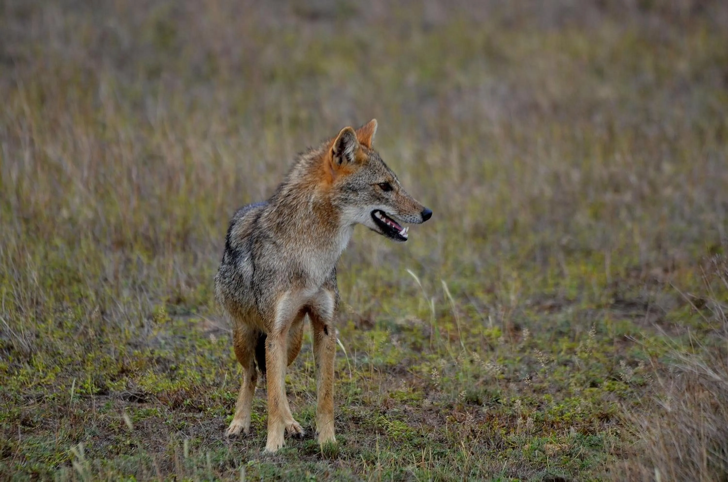 Animals in Sigiriya King's Resort
