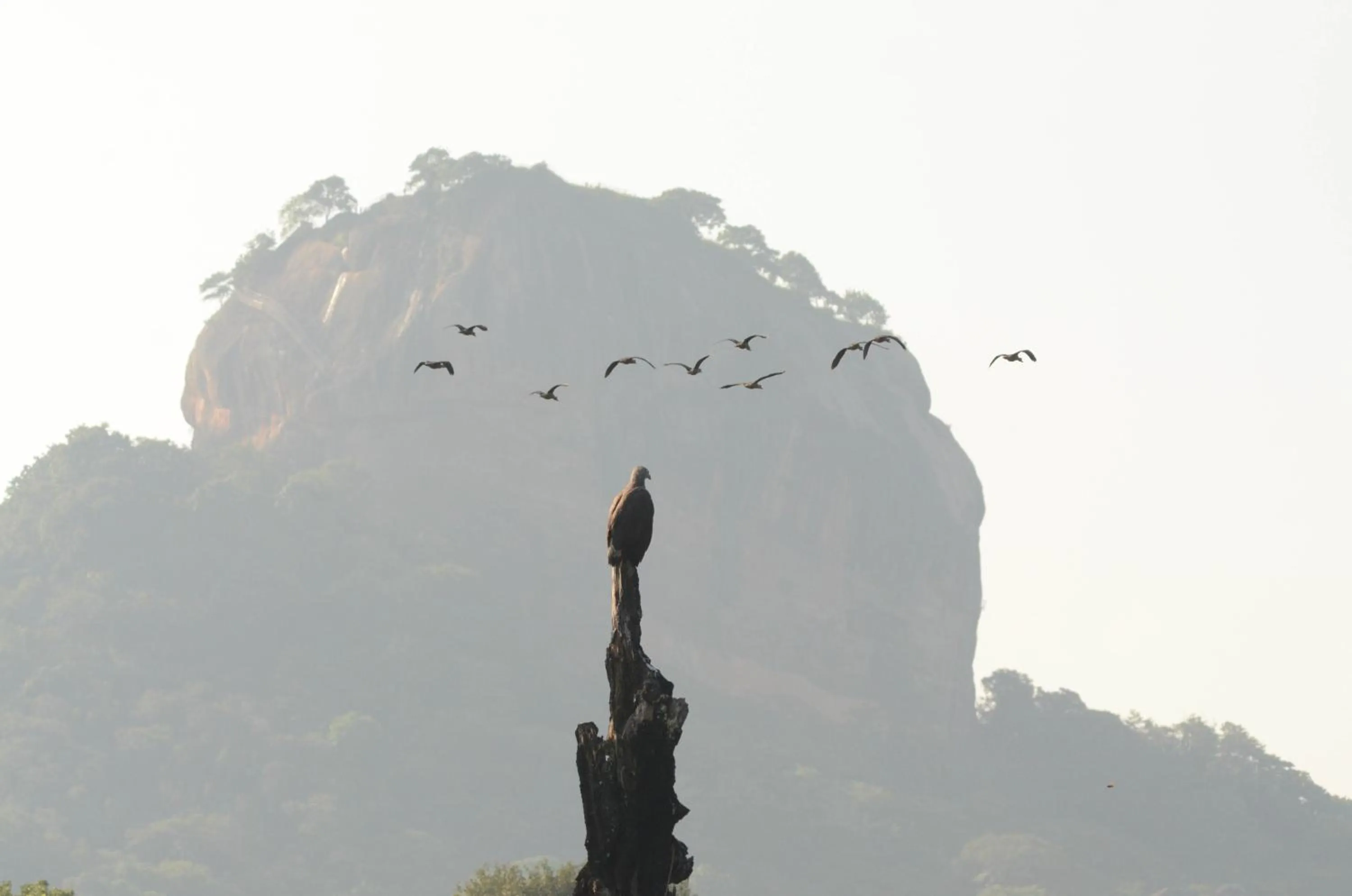 Natural landscape in Sigiriya King's Resort