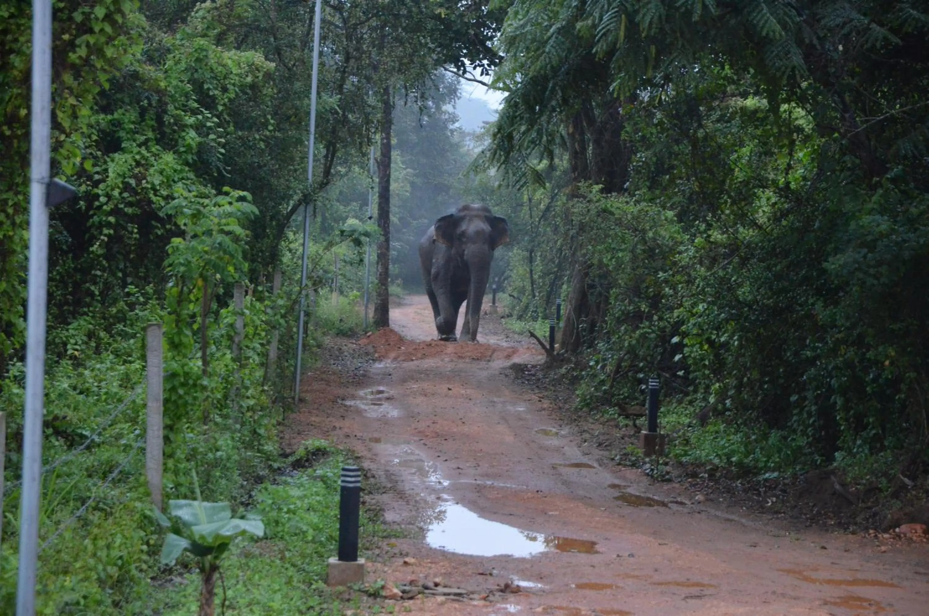 Animals in Sigiriya King's Resort