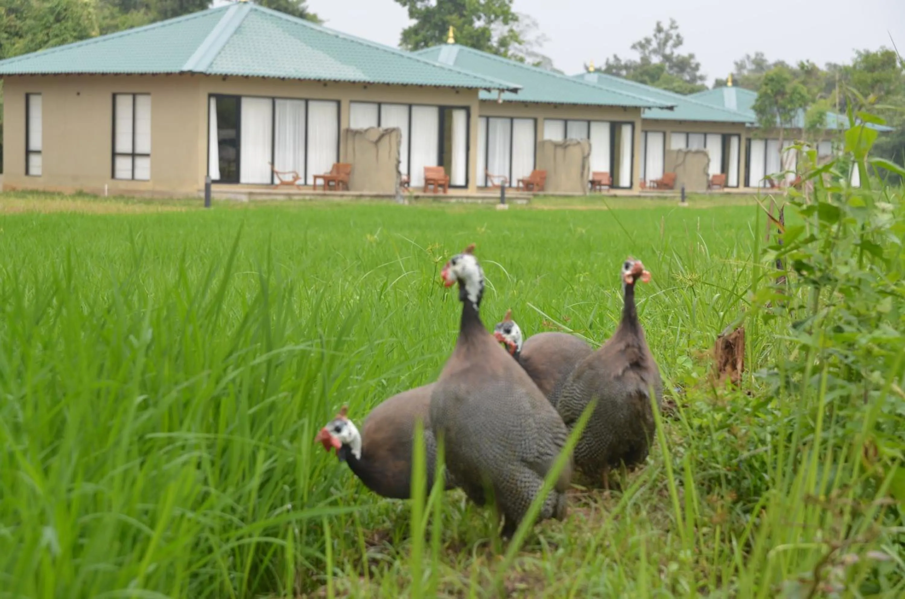 Pets in Sigiriya King's Resort