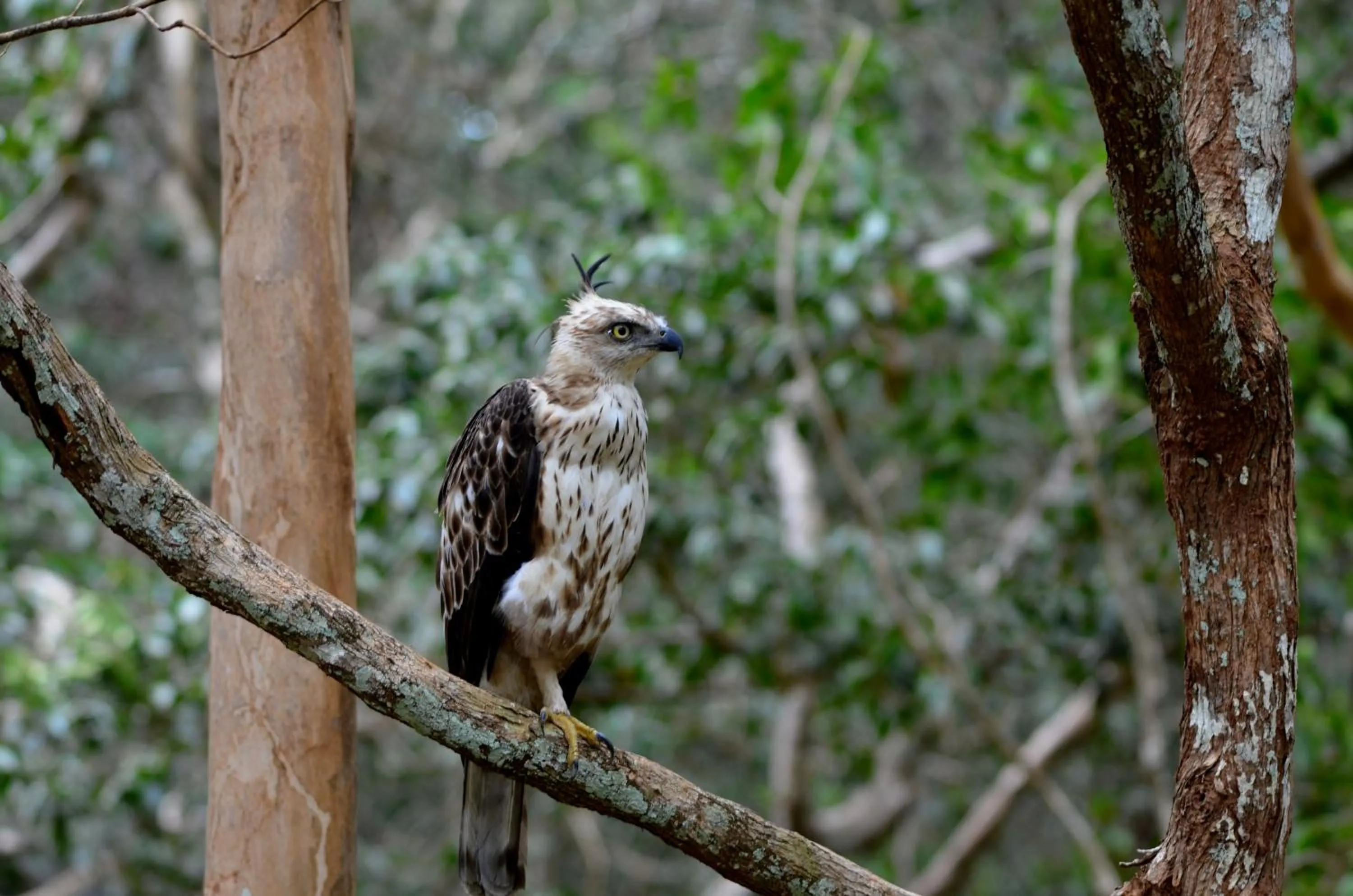 Animals in Sigiriya King's Resort
