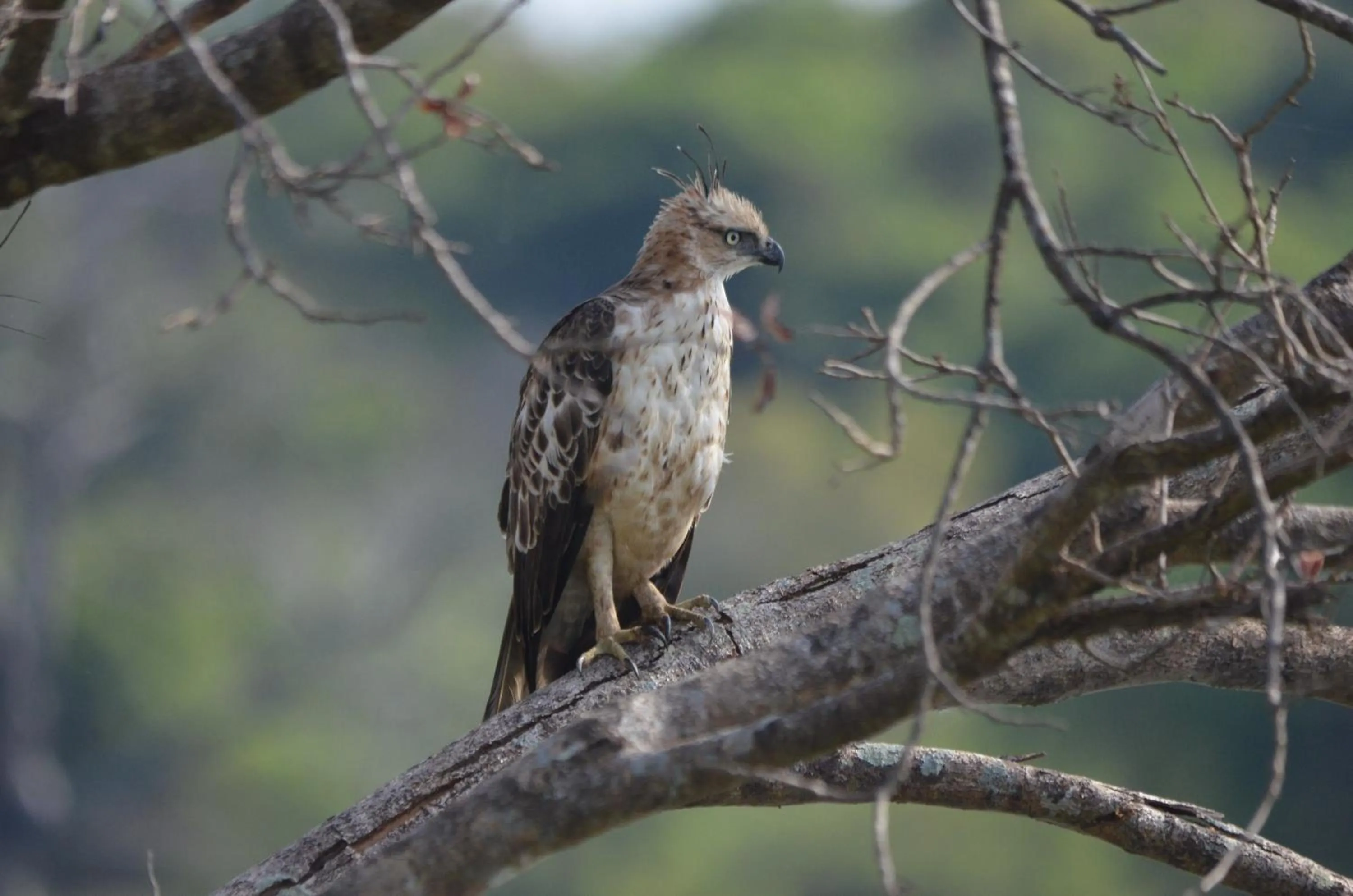 Animals in Sigiriya King's Resort