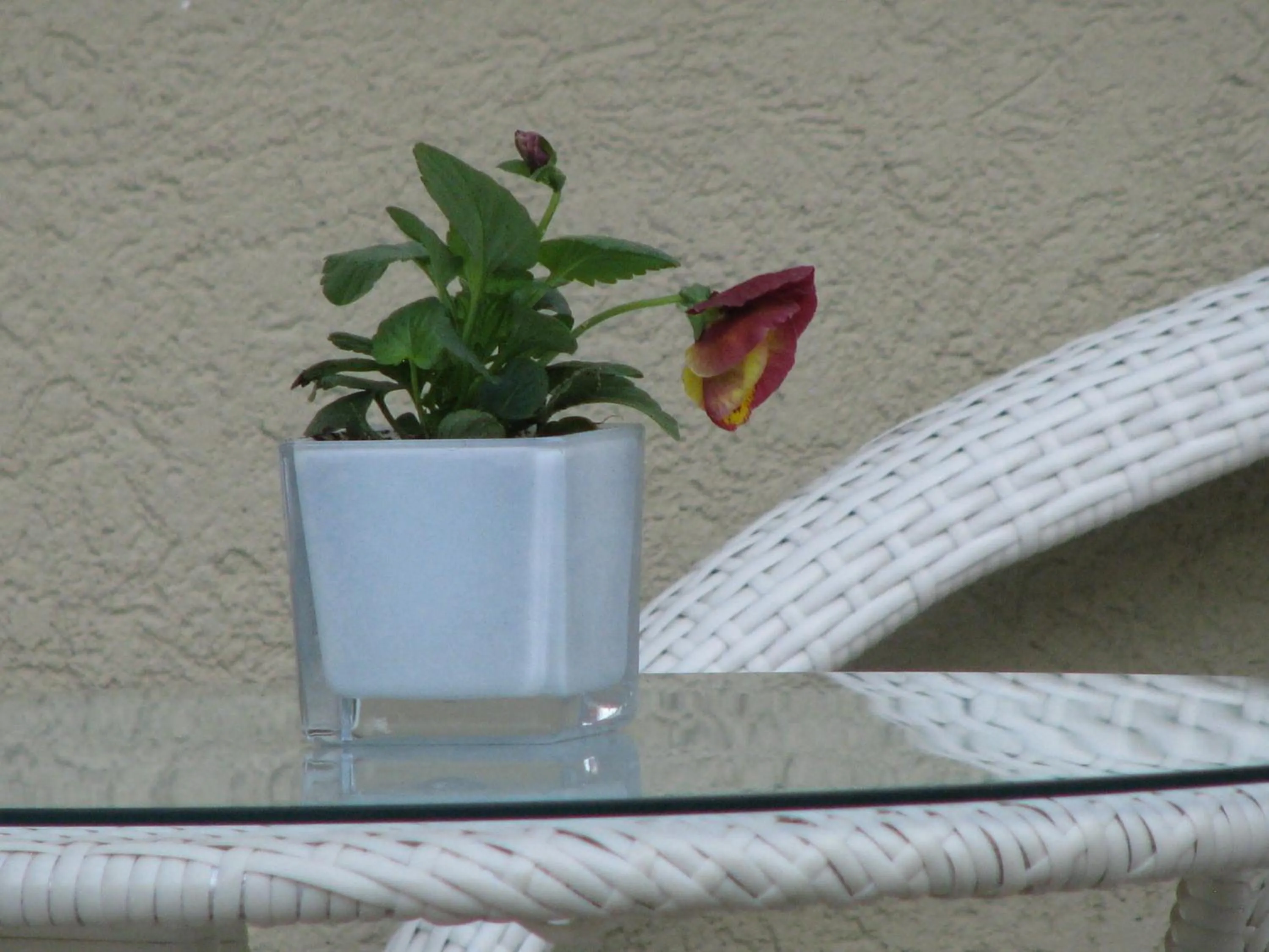 Decorative detail in Hotel Sokrat