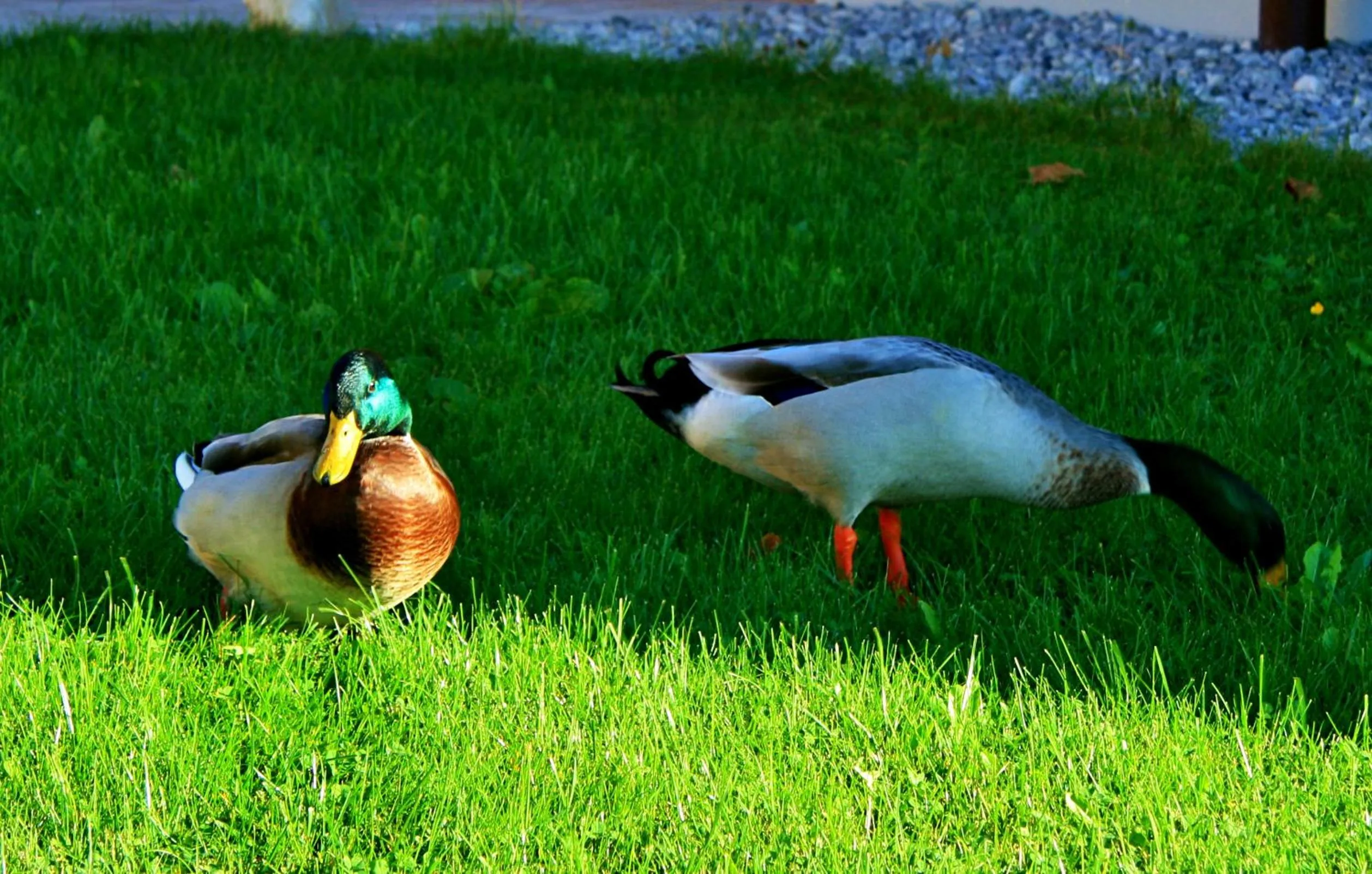 Animals in Seehotel und Appartements Schnöller