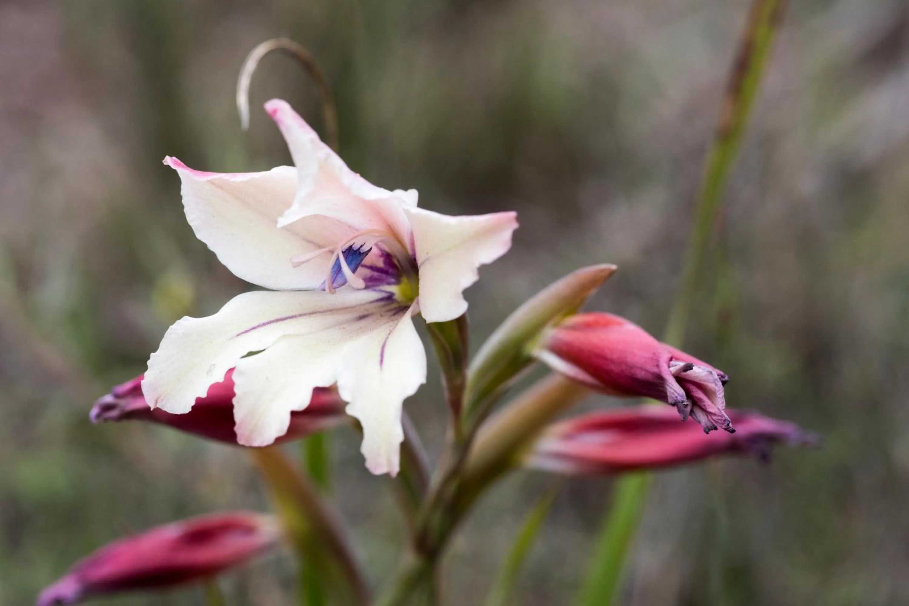 Hiking in Gondwana Game Reserve