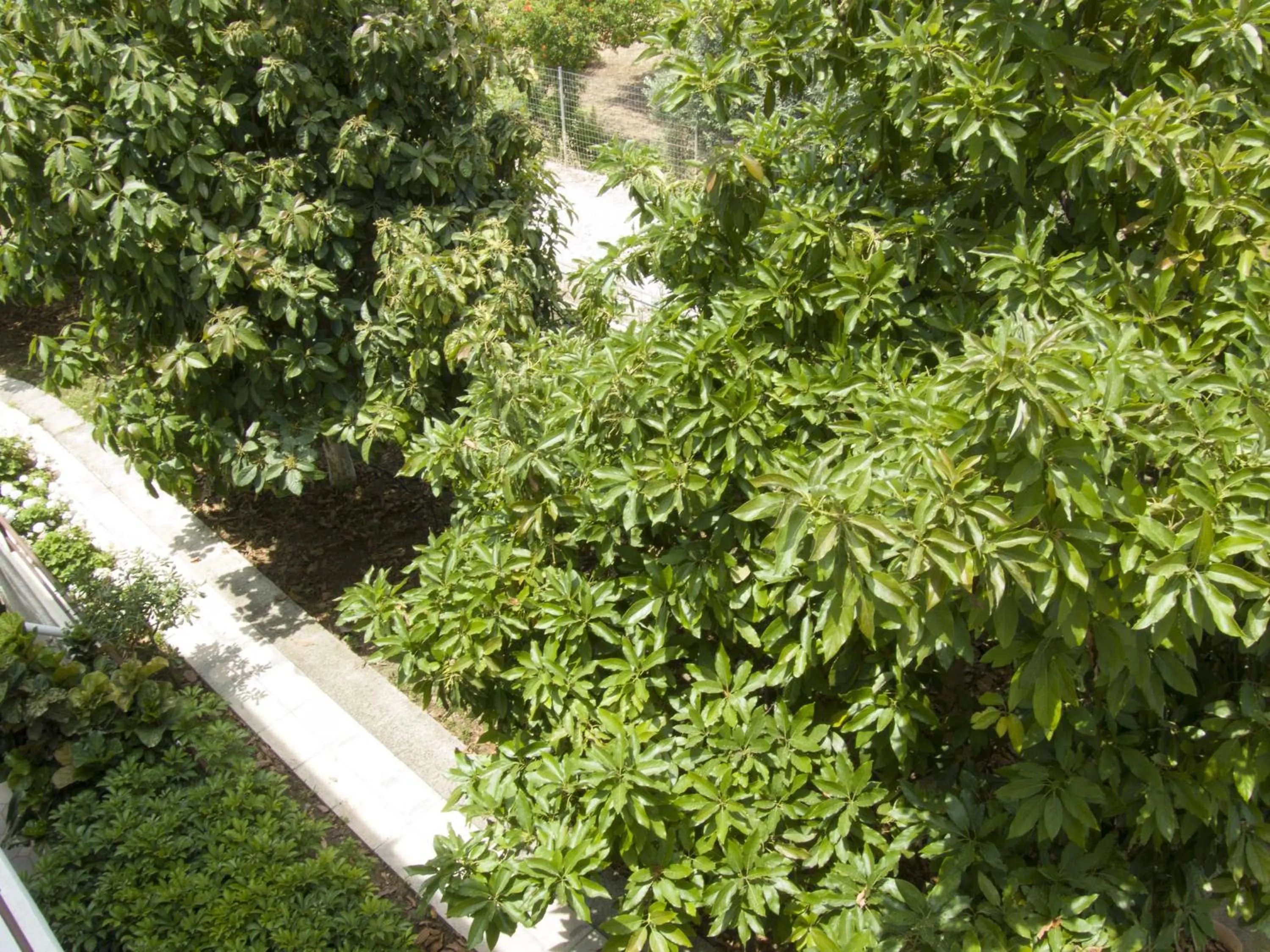 Garden view in Sokrates Studios