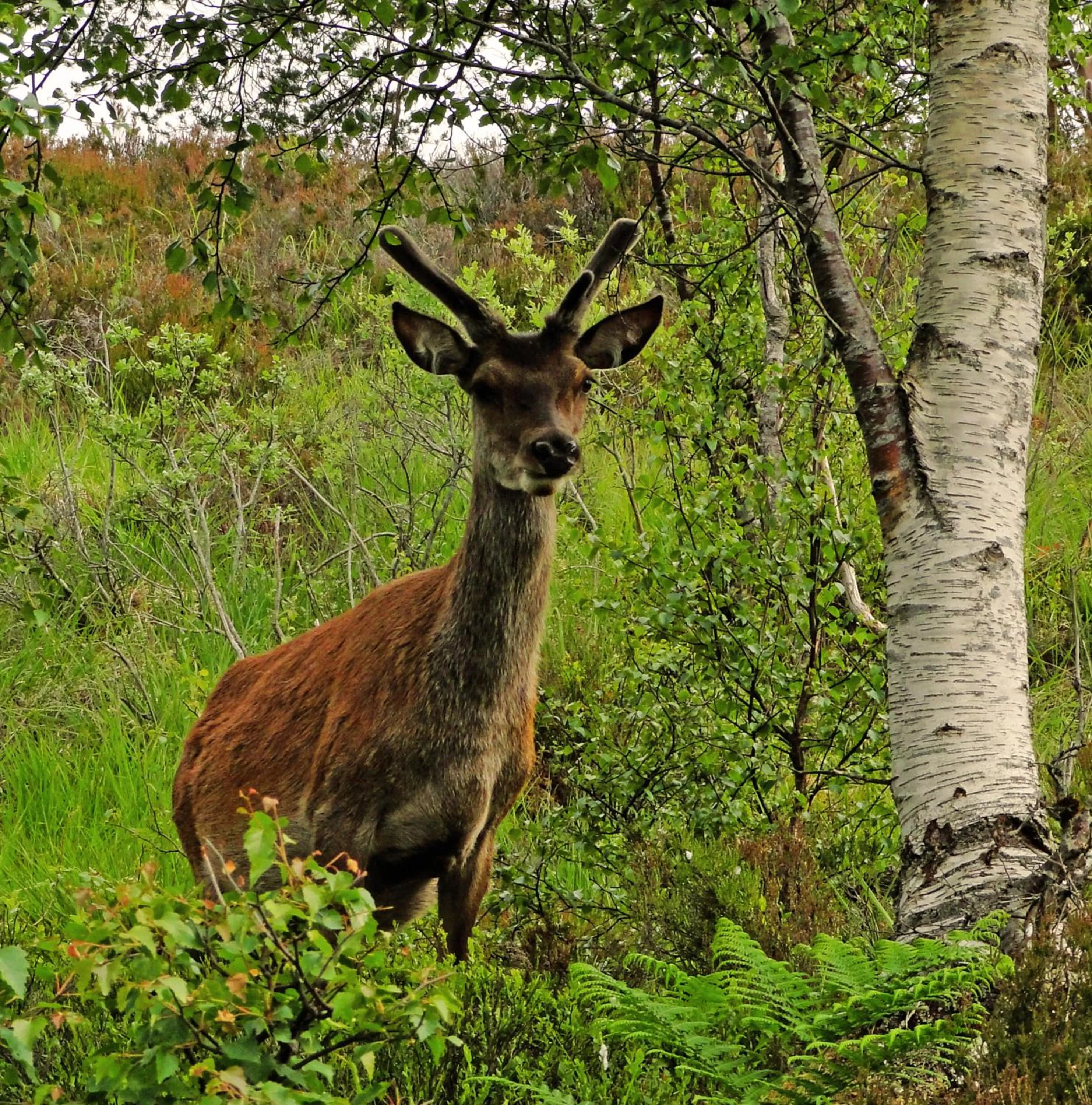Animals in Park Guest House